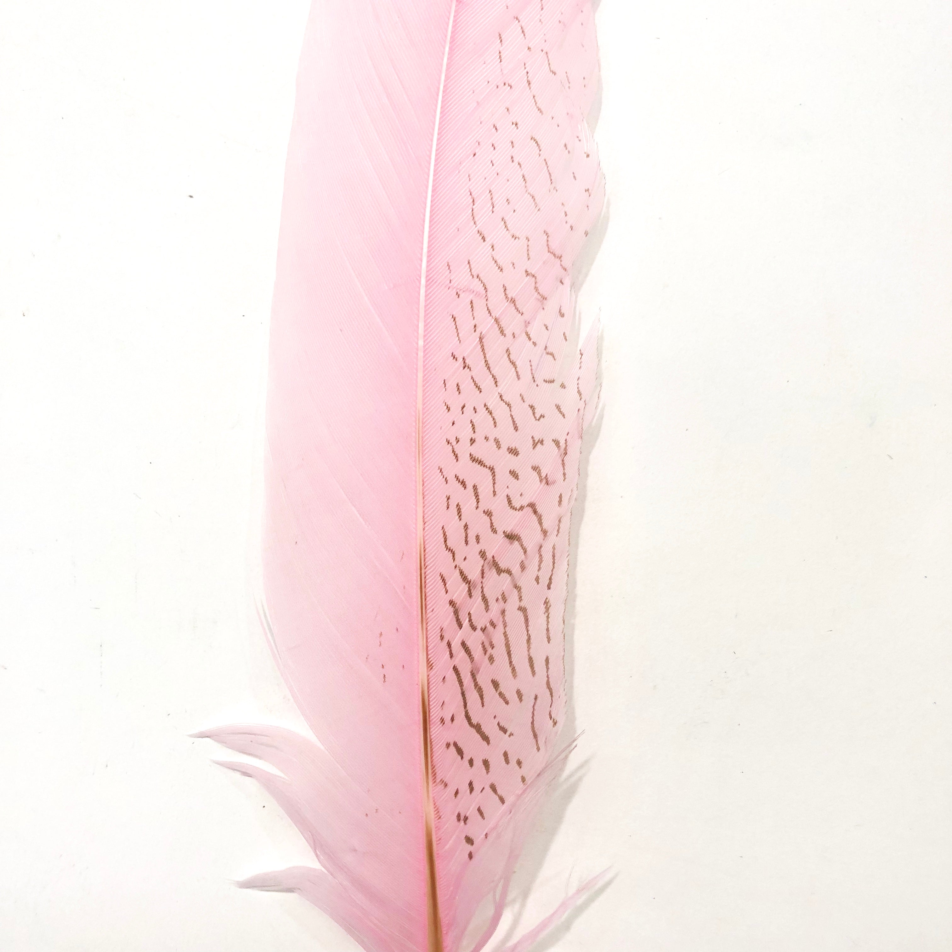 20" to 30" Silver Pheasant Tail Feather - Pink