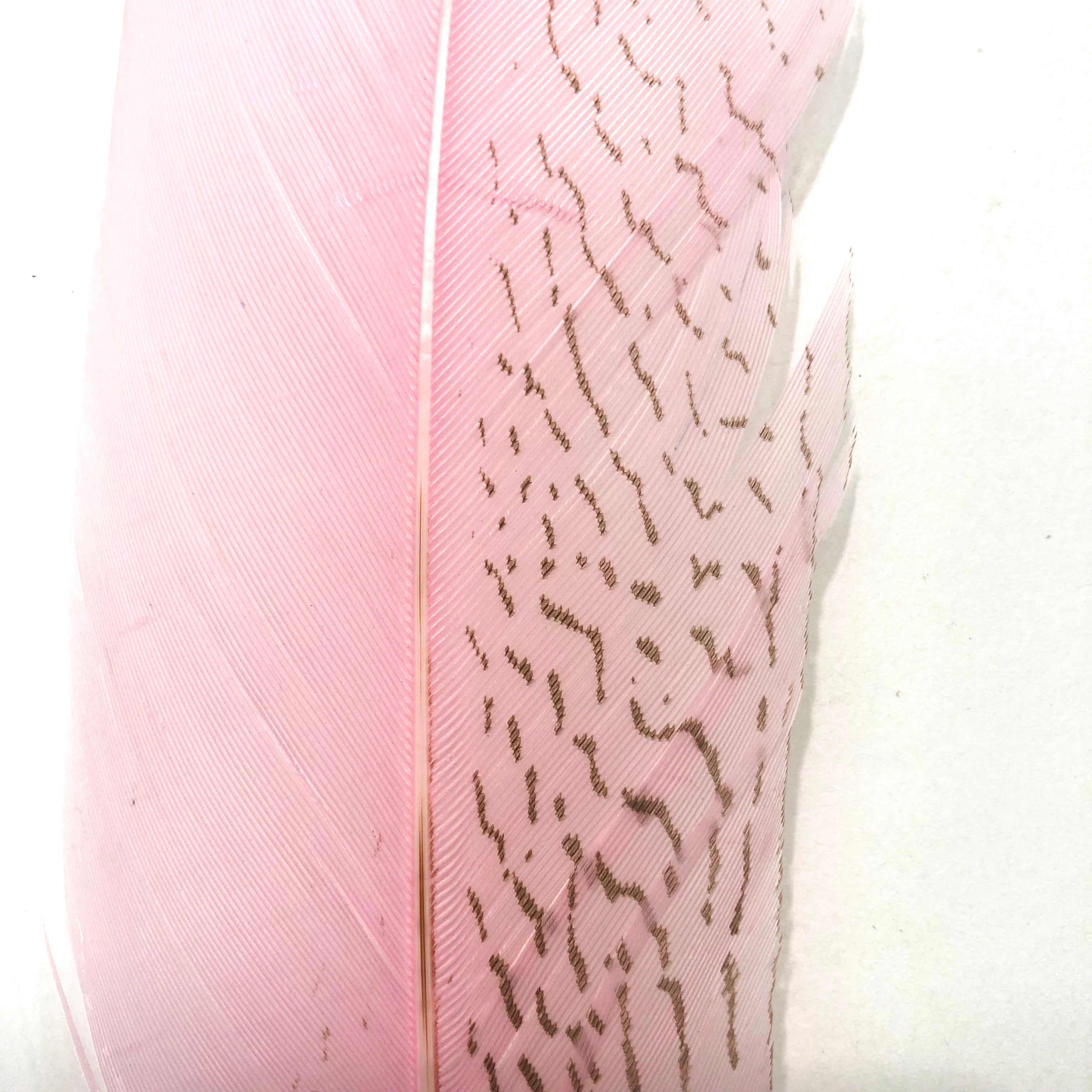 20" To 30" Silver Pheasant Tail Feather - Pink ((SECONDS))