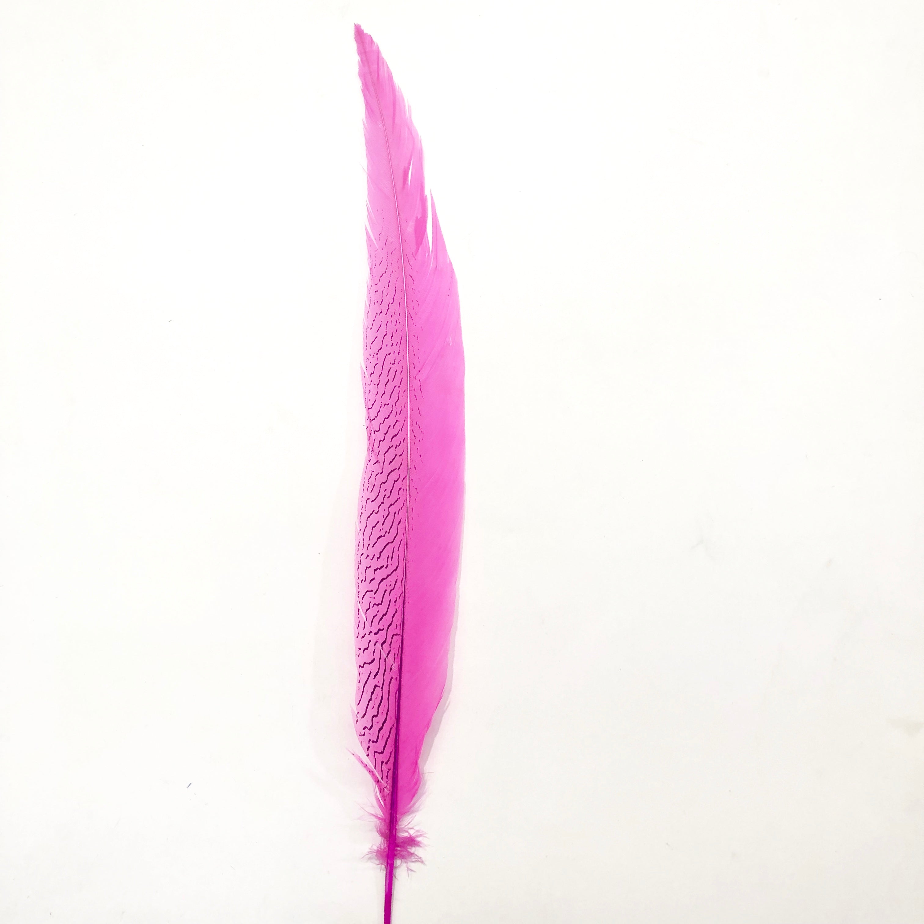 20" to 30" Silver Pheasant Tail Feather - Hot Pink