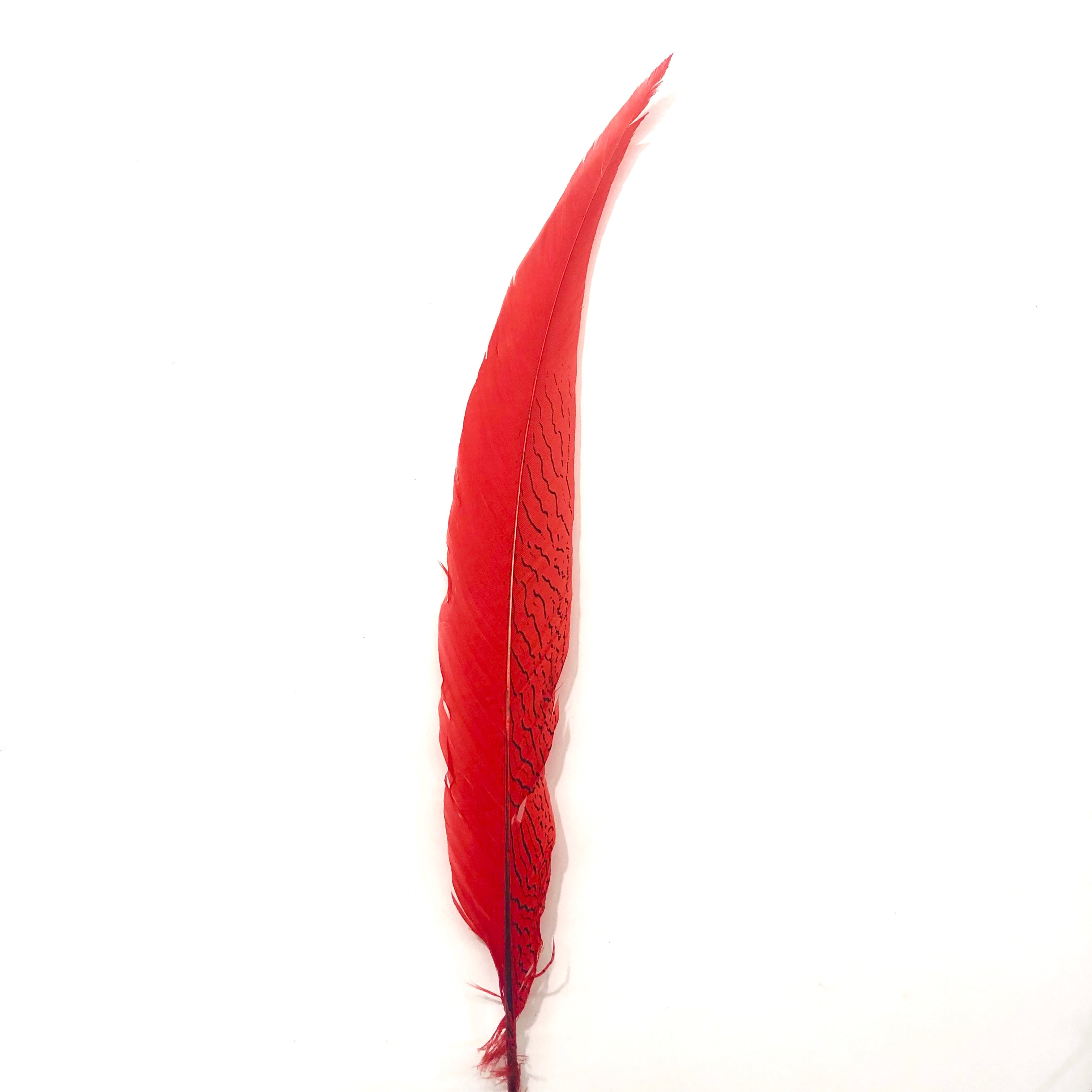20" to 30" Silver Pheasant Tail Feather - Red