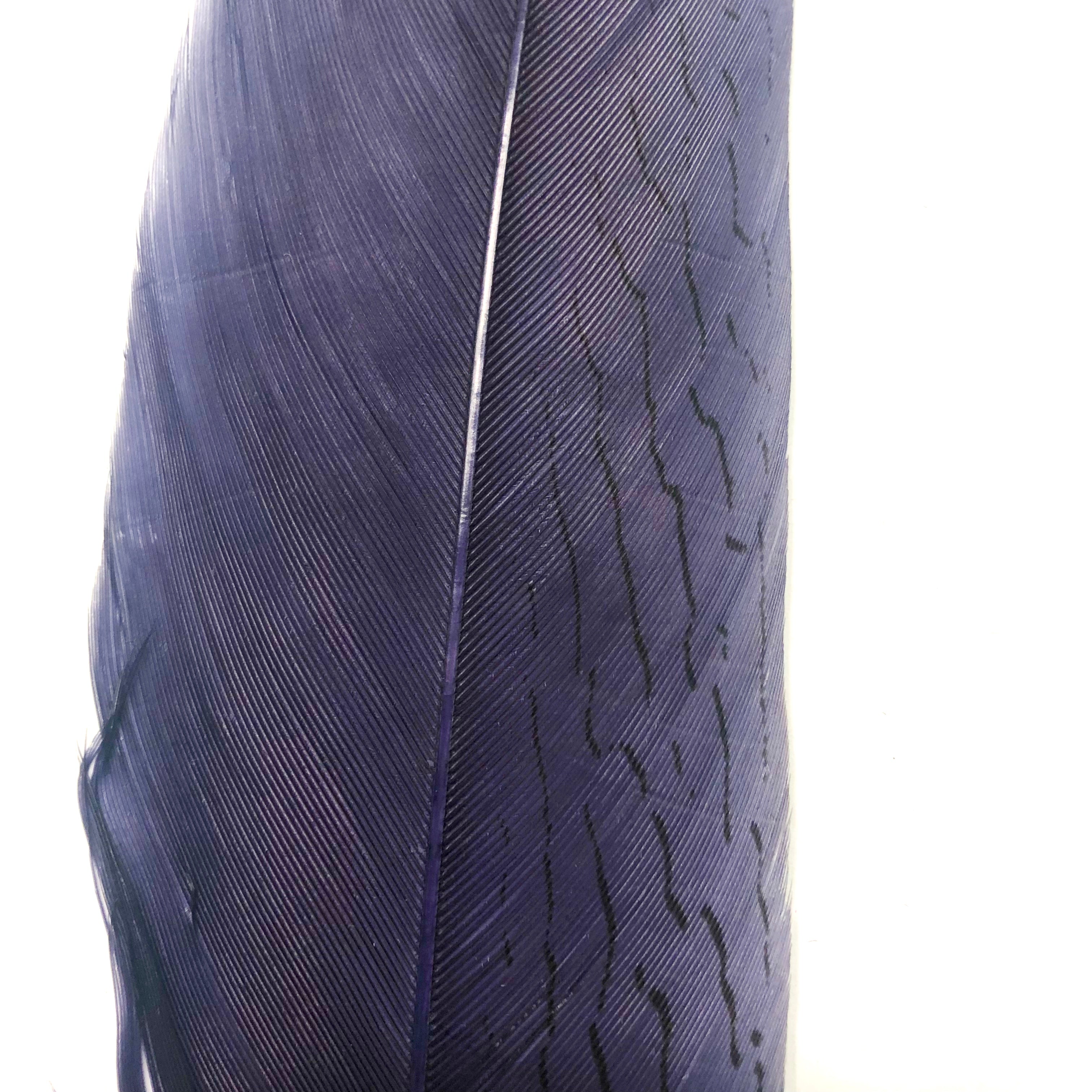 20" To 30" Silver Pheasant Tail Feather - Navy Blue ((SECONDS))