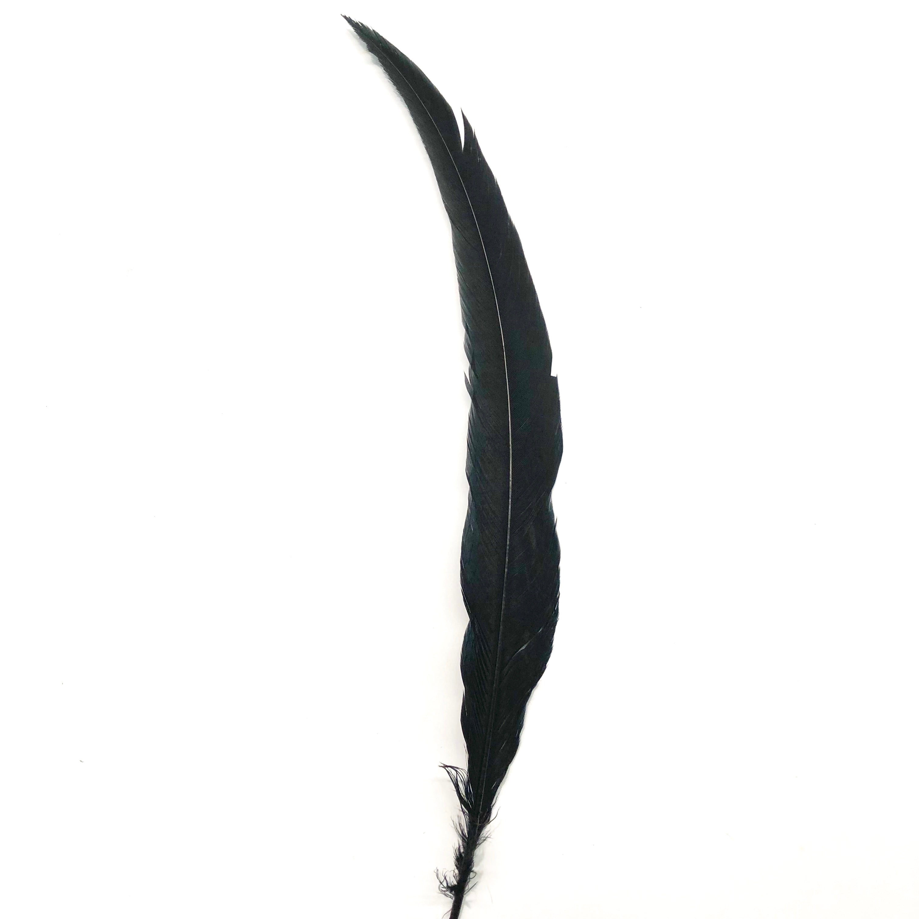 20" to 30" Silver Pheasant Tail Feather - Black