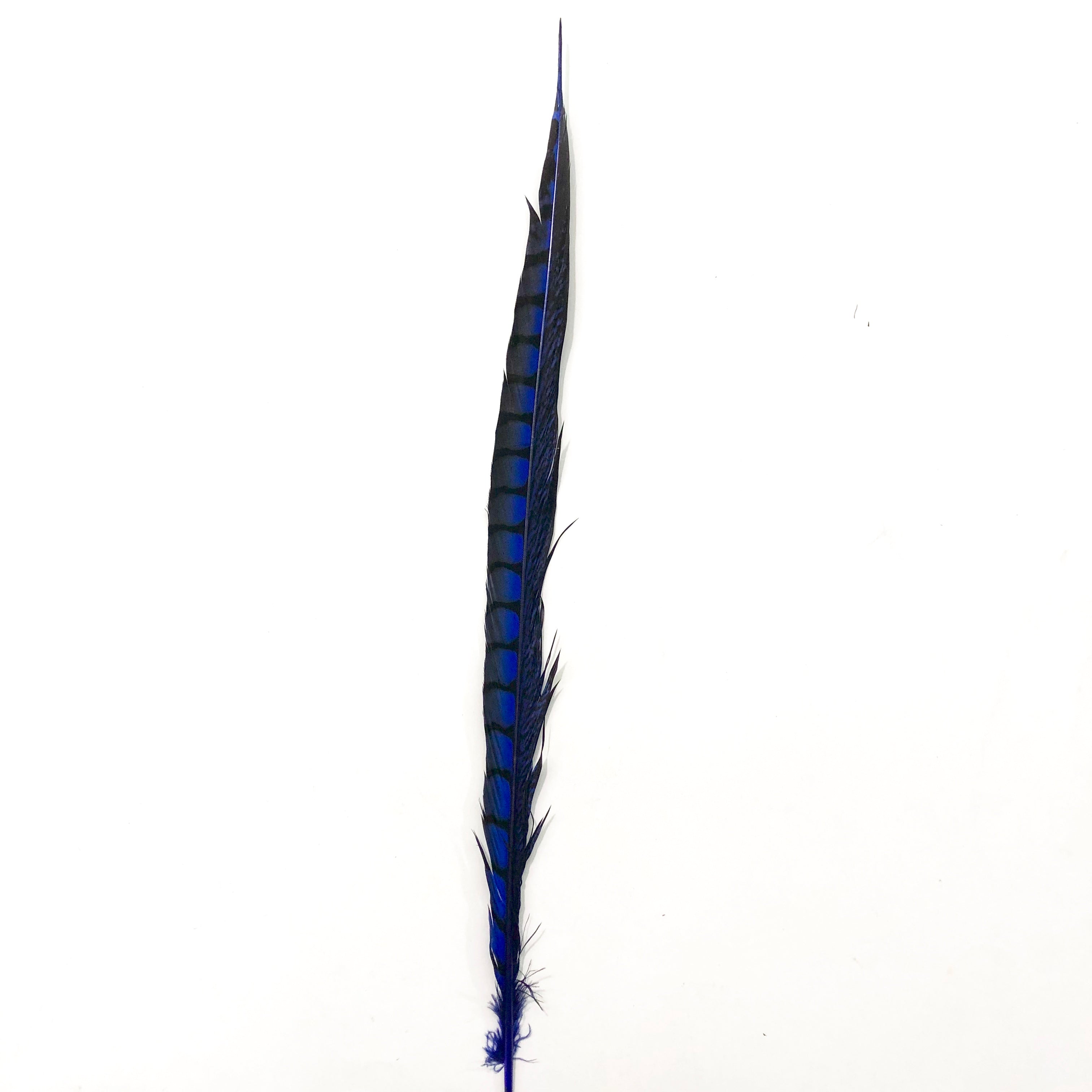 20" to 30" Lady Amherst Pheasant Side Tail Feather - Royal Blue ((SECONDS))