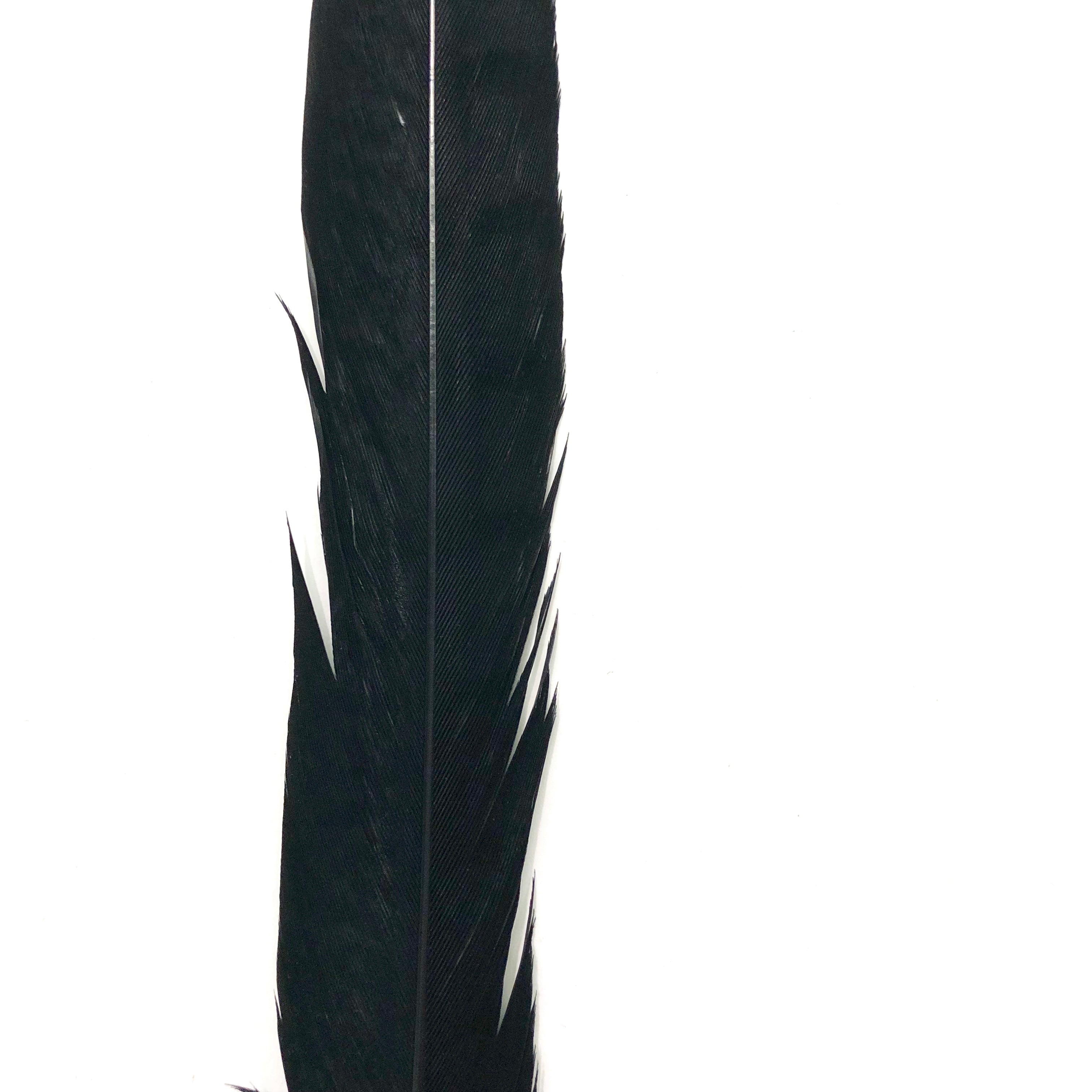 20" to 30" Lady Amherst Pheasant Side Tail Feather - Black ((SECONDS))