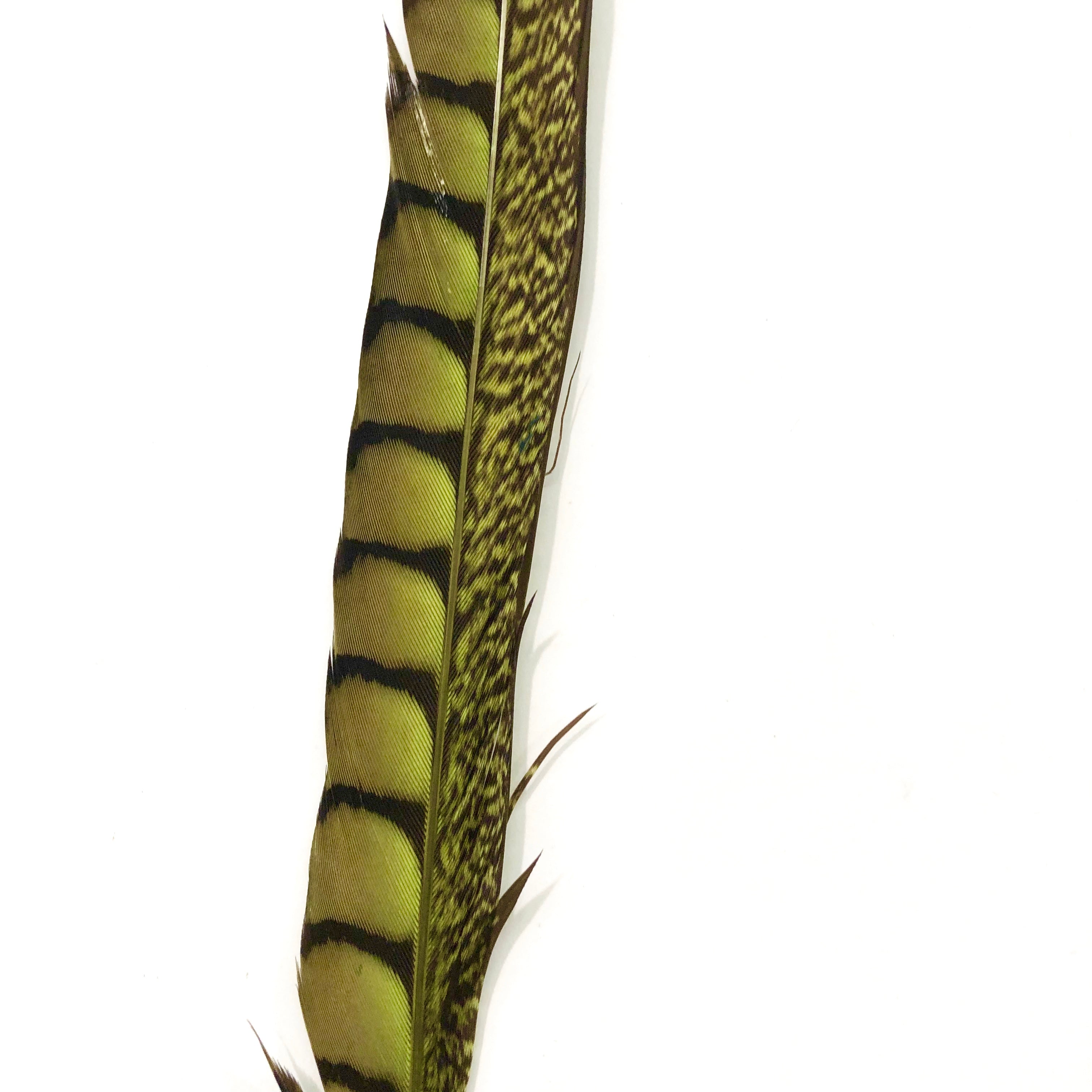 10" to 20" Lady Amherst Pheasant Side Tail Feather - Lime Green