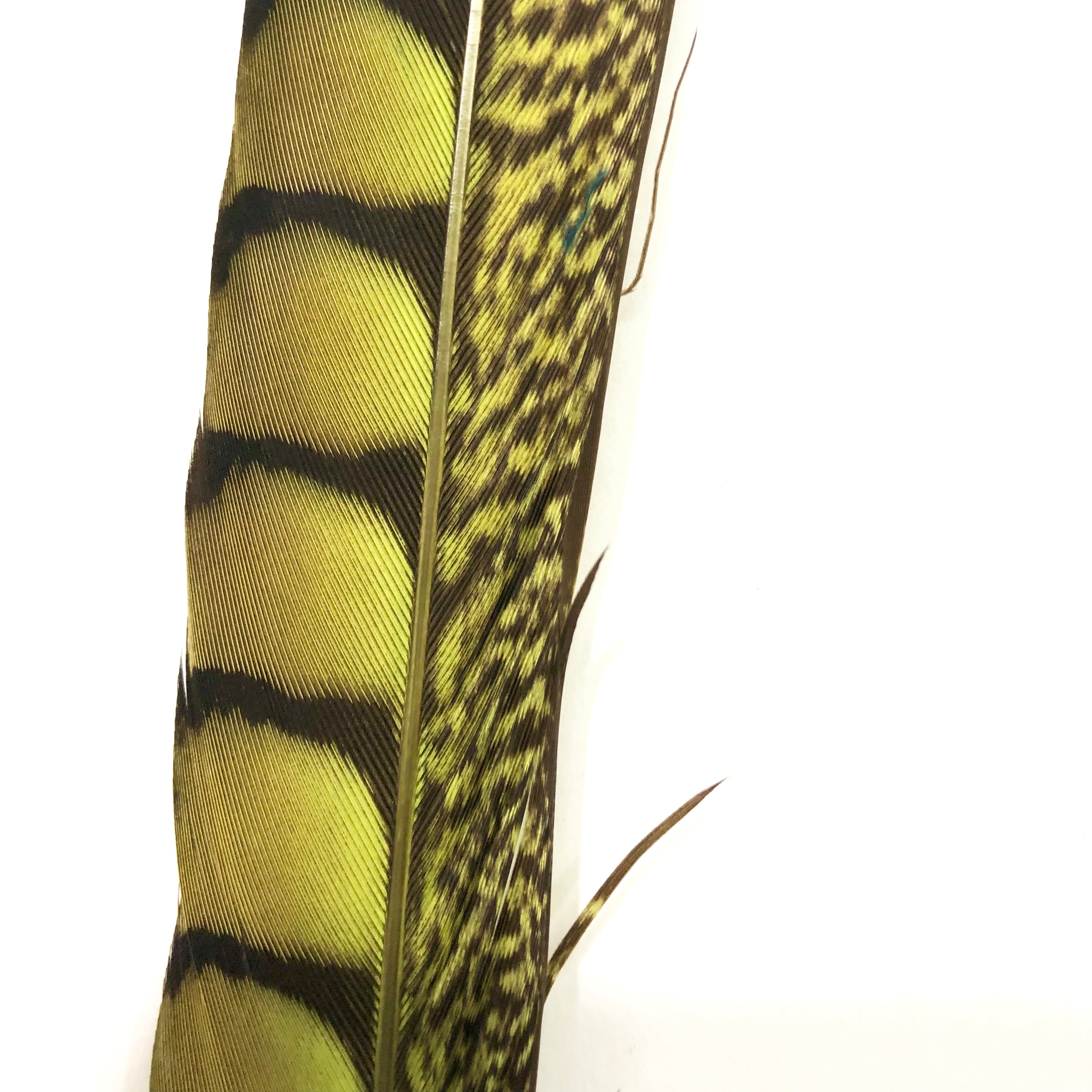 10" to 20" Lady Amherst Pheasant Side Tail Feather - Lime Green