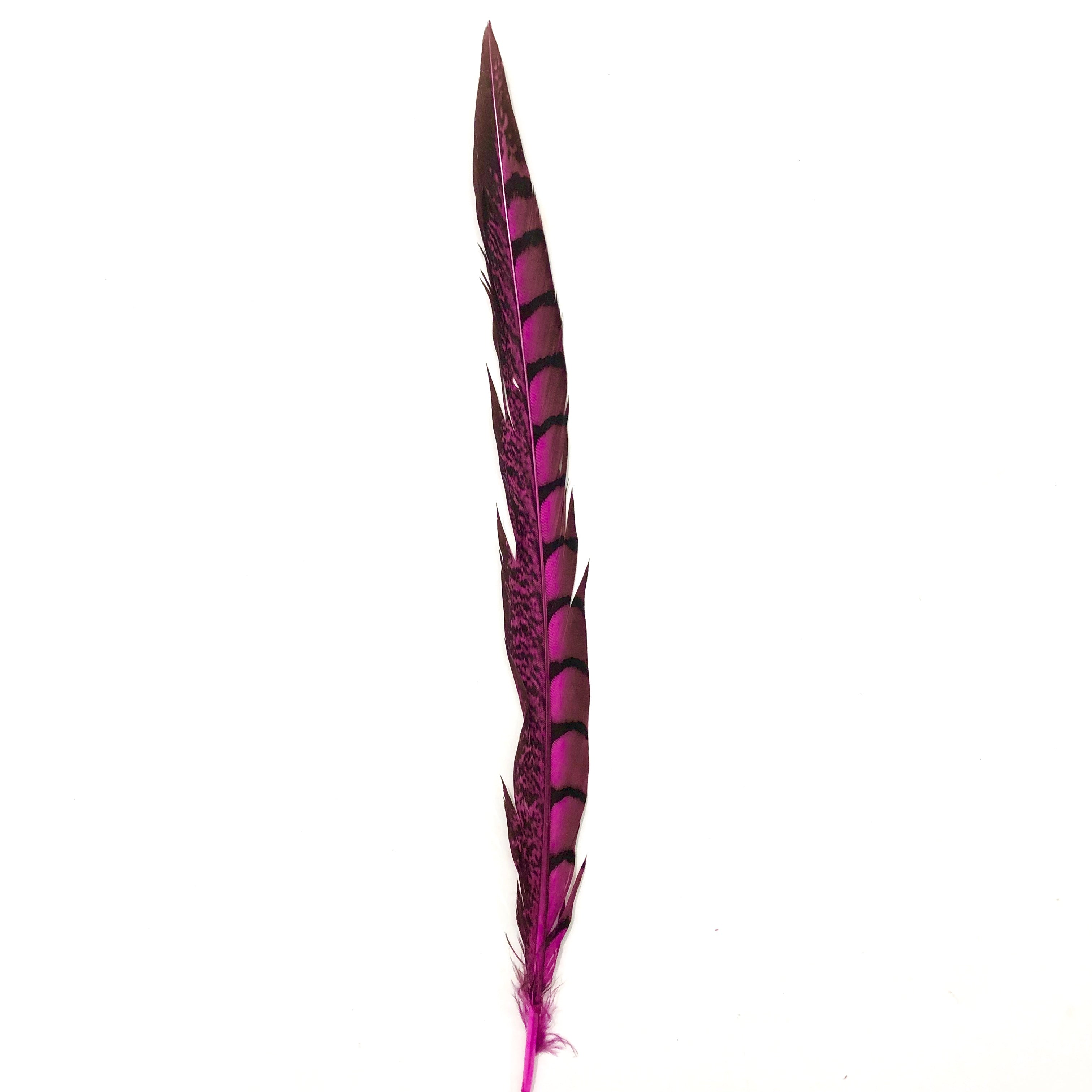 20" to 30" Lady Amherst Pheasant Side Tail Feather - Hot Pink ((SECONDS))