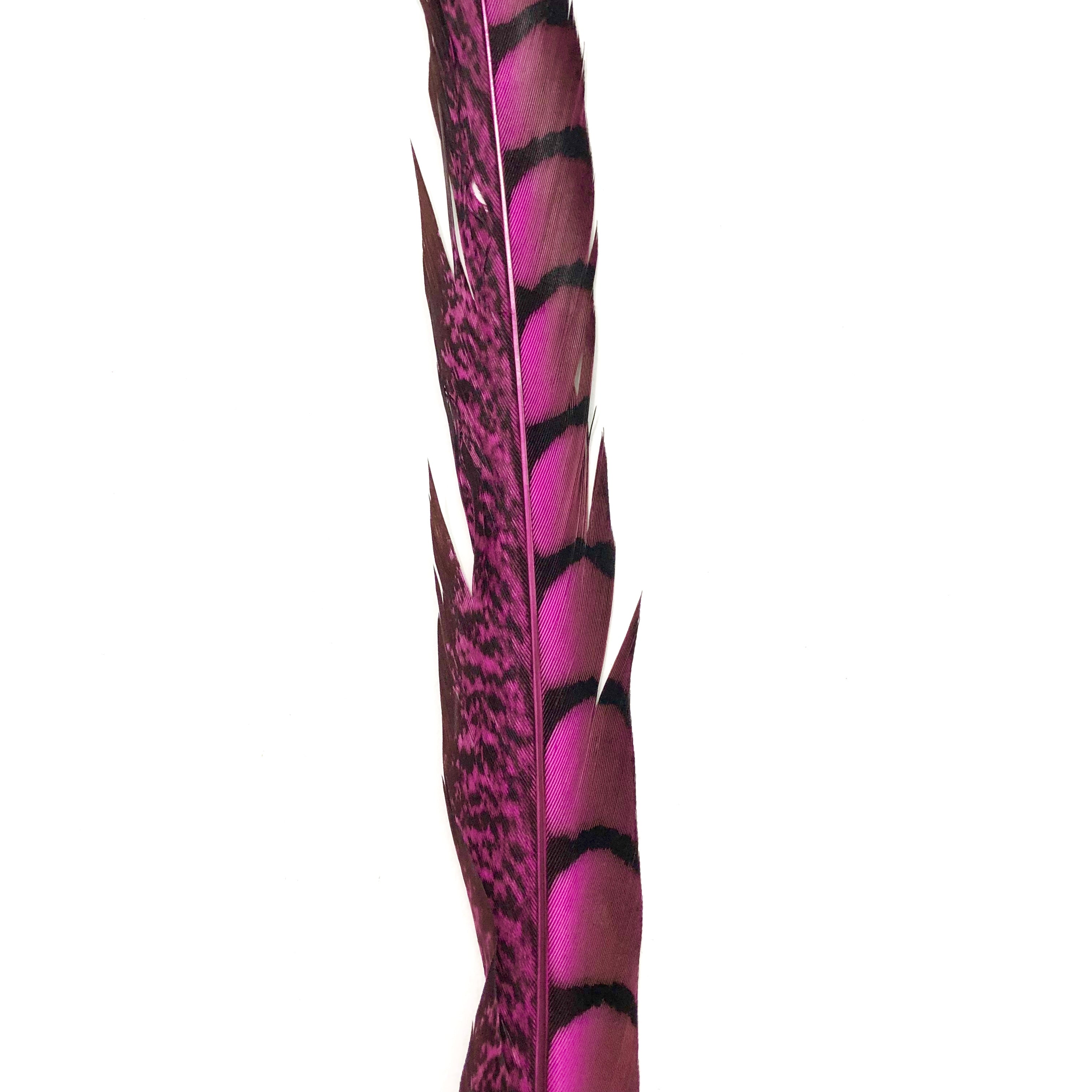 10" to 20" Lady Amherst Pheasant Side Tail Feather - Hot Pink
