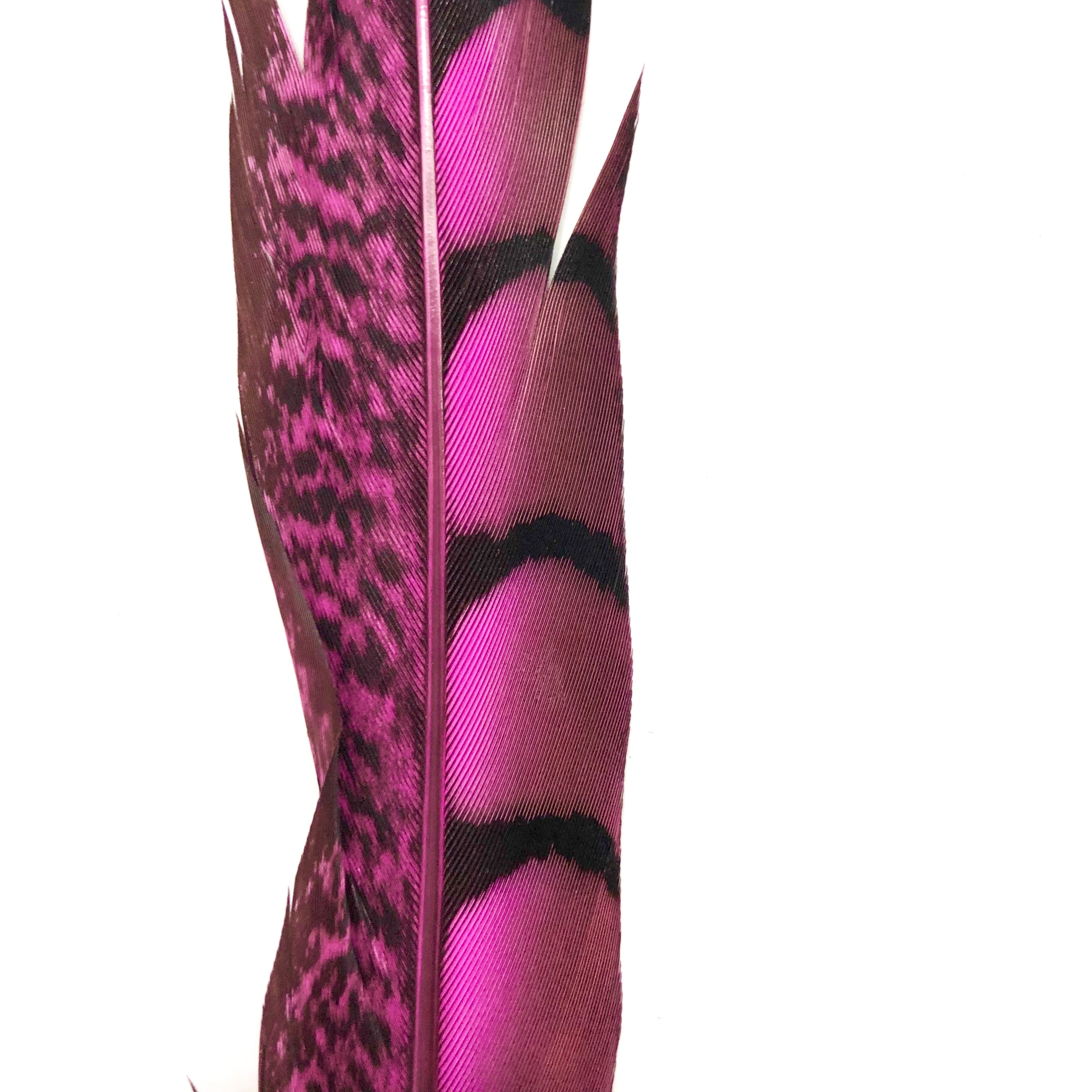 10" to 20" Lady Amherst Pheasant Side Tail Feather - Hot Pink ((SECONDS))