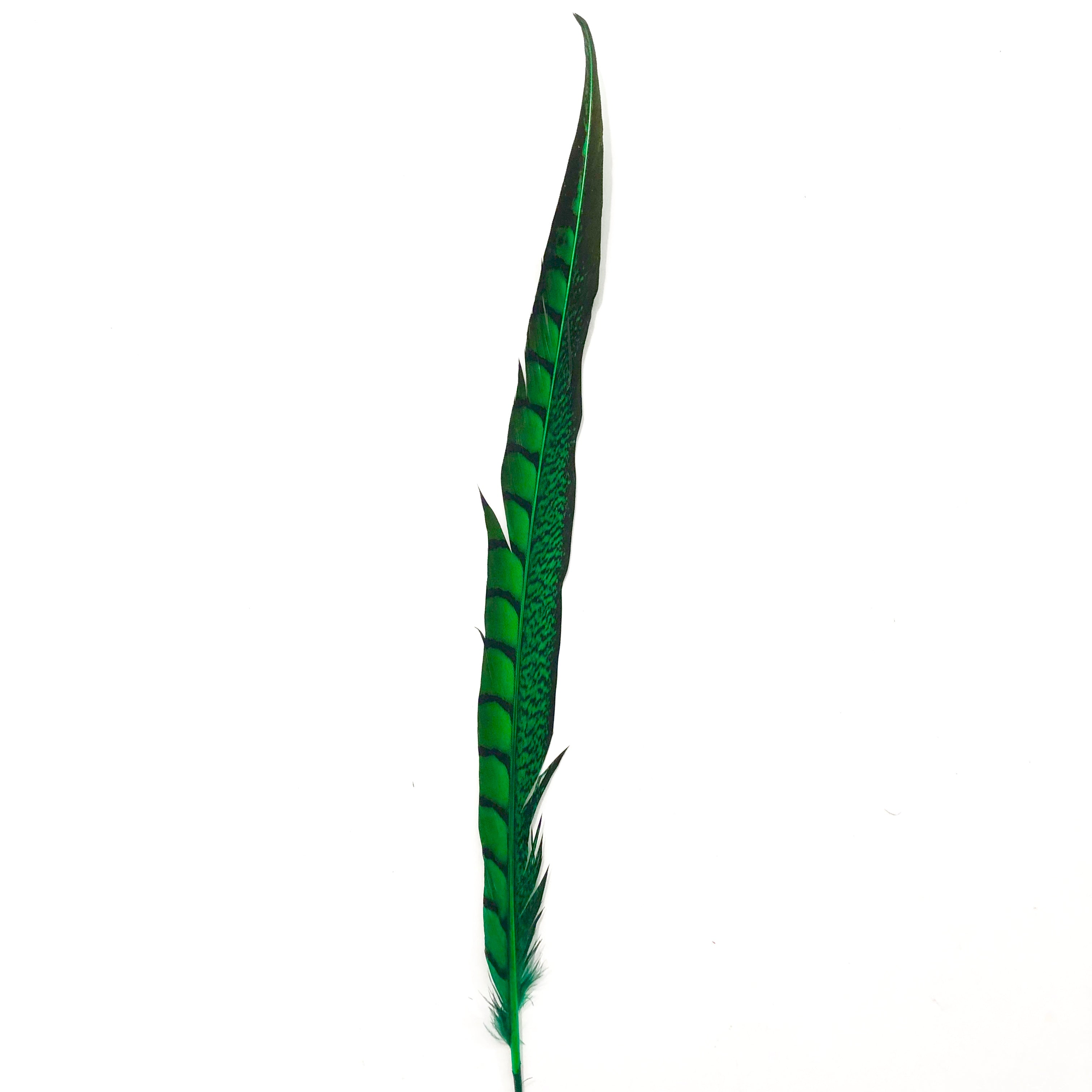 20" to 30" Lady Amherst Pheasant Side Tail Feather - Green