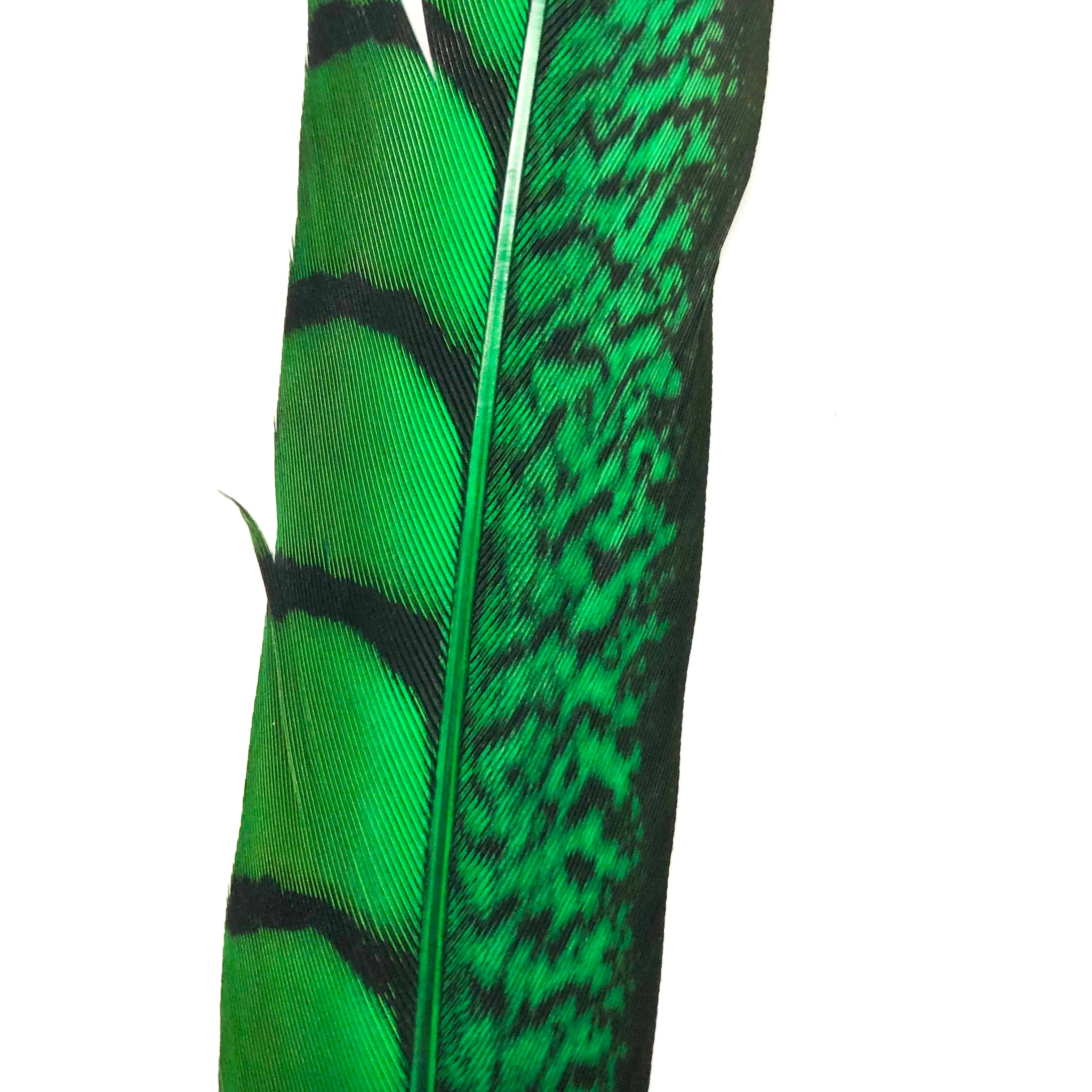 20" to 30" Lady Amherst Pheasant Side Tail Feather - Green