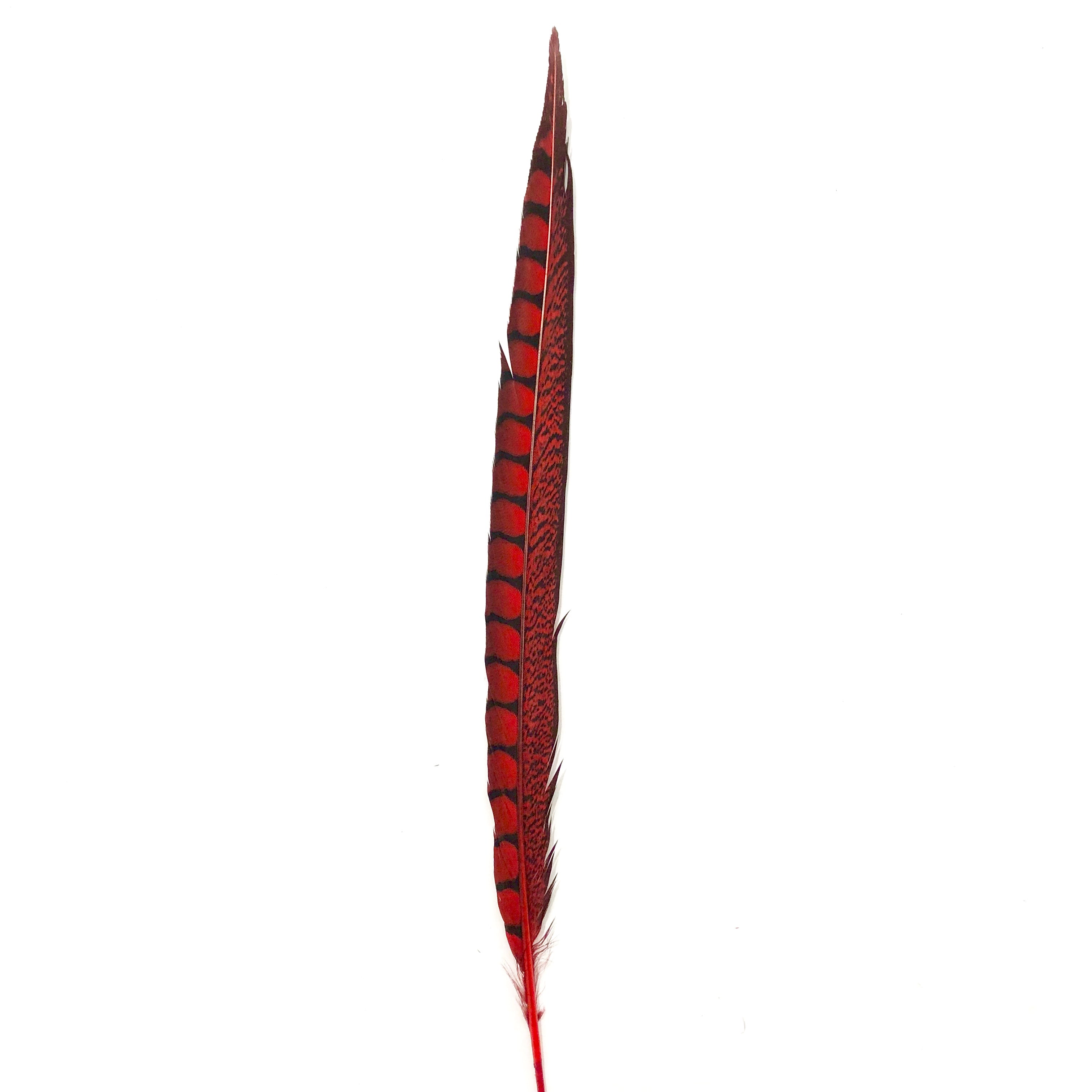 10" to 20" Lady Amherst Pheasant Side Tail Feather - Red