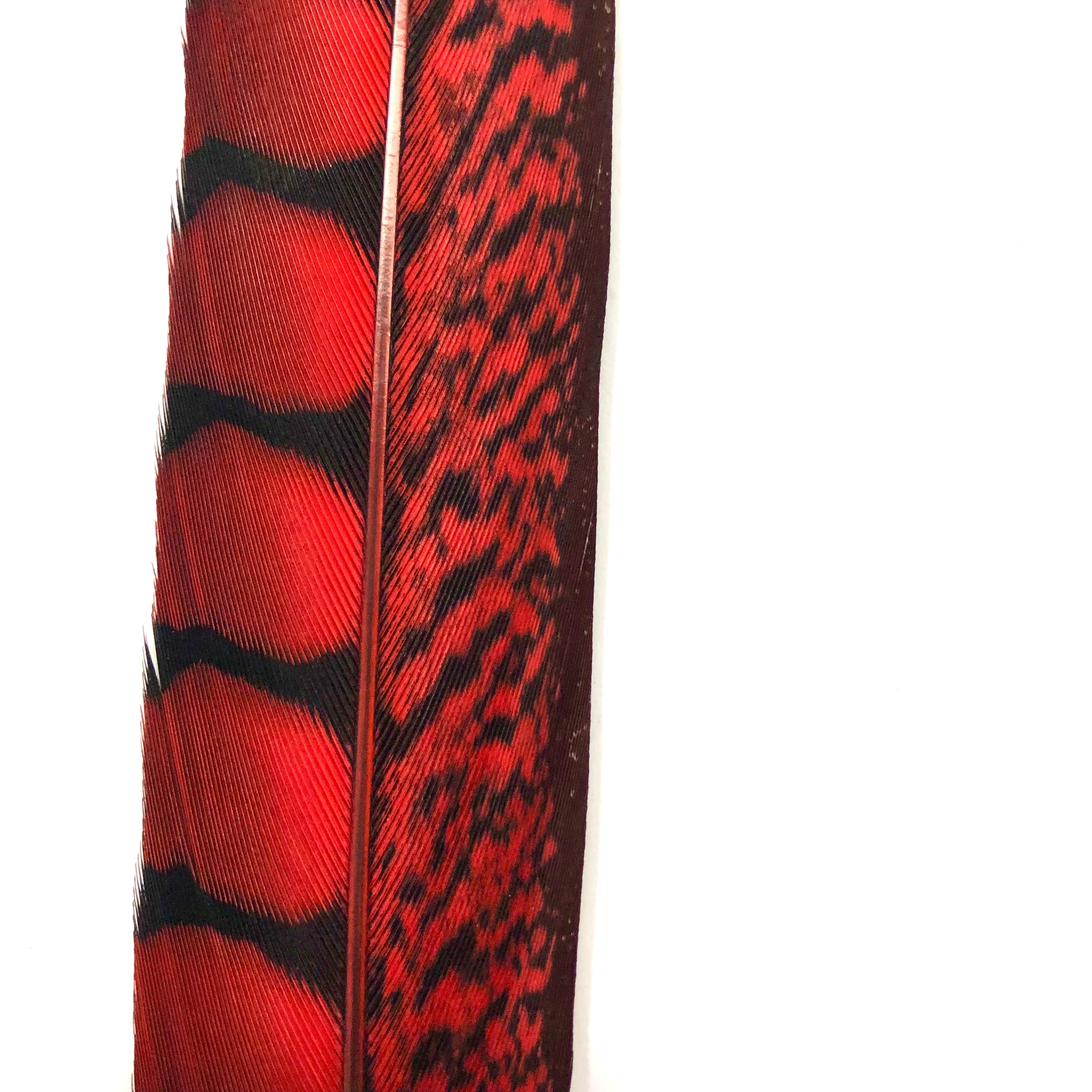 20" to 30" Lady Amherst Pheasant Side Tail Feather - Red