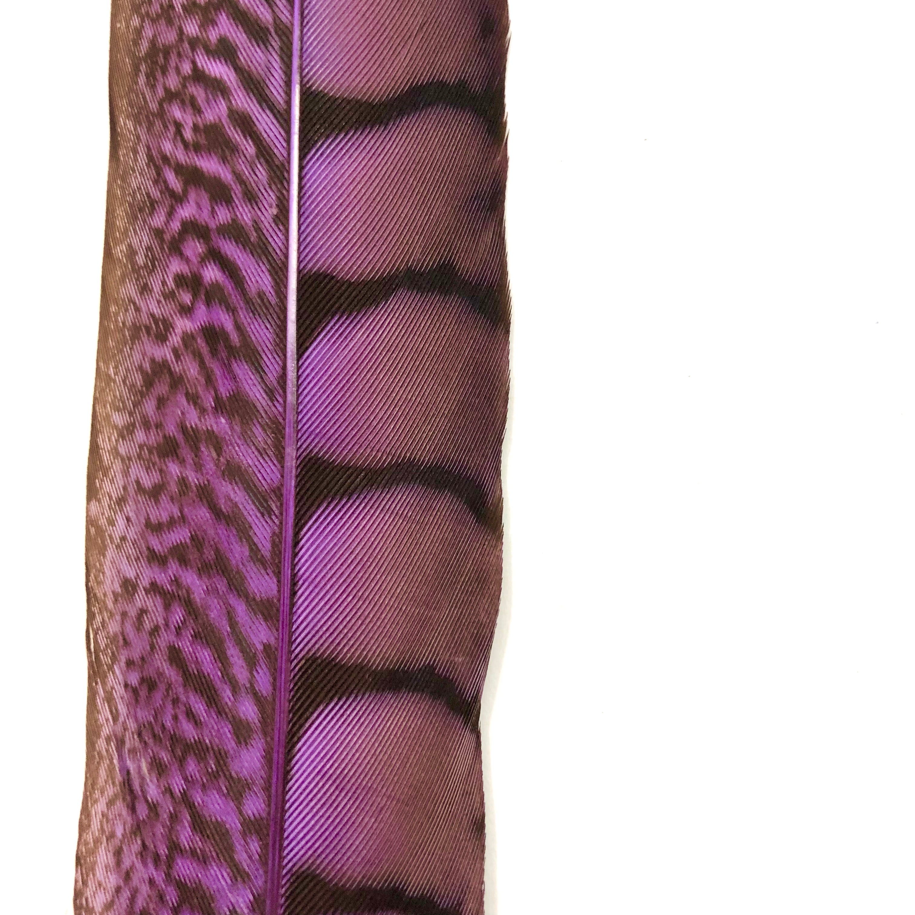 20" to 30" Lady Amherst Pheasant Side Tail Feather - Purple