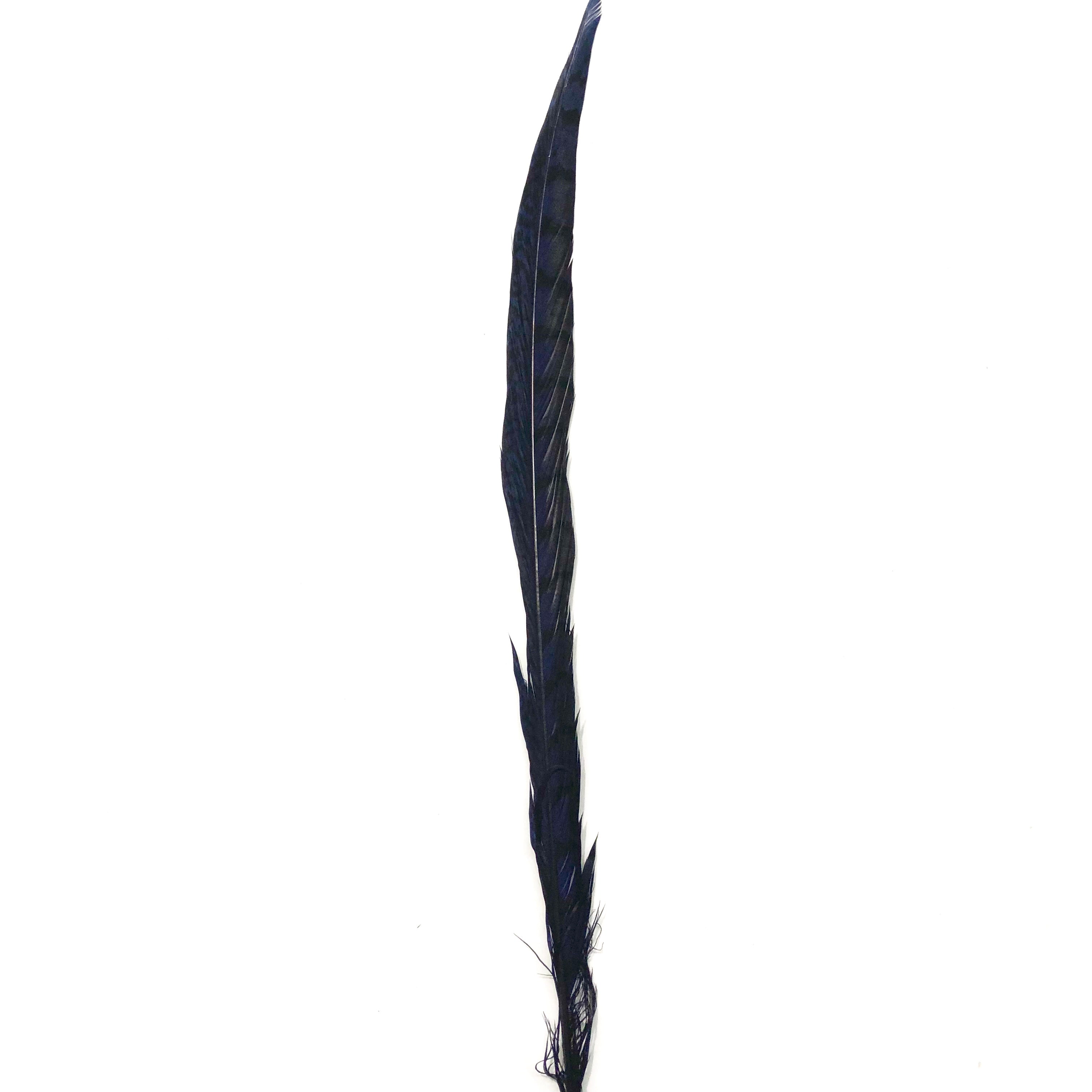 10" to 20" Lady Amherst Pheasant Side Tail Feather - Navy