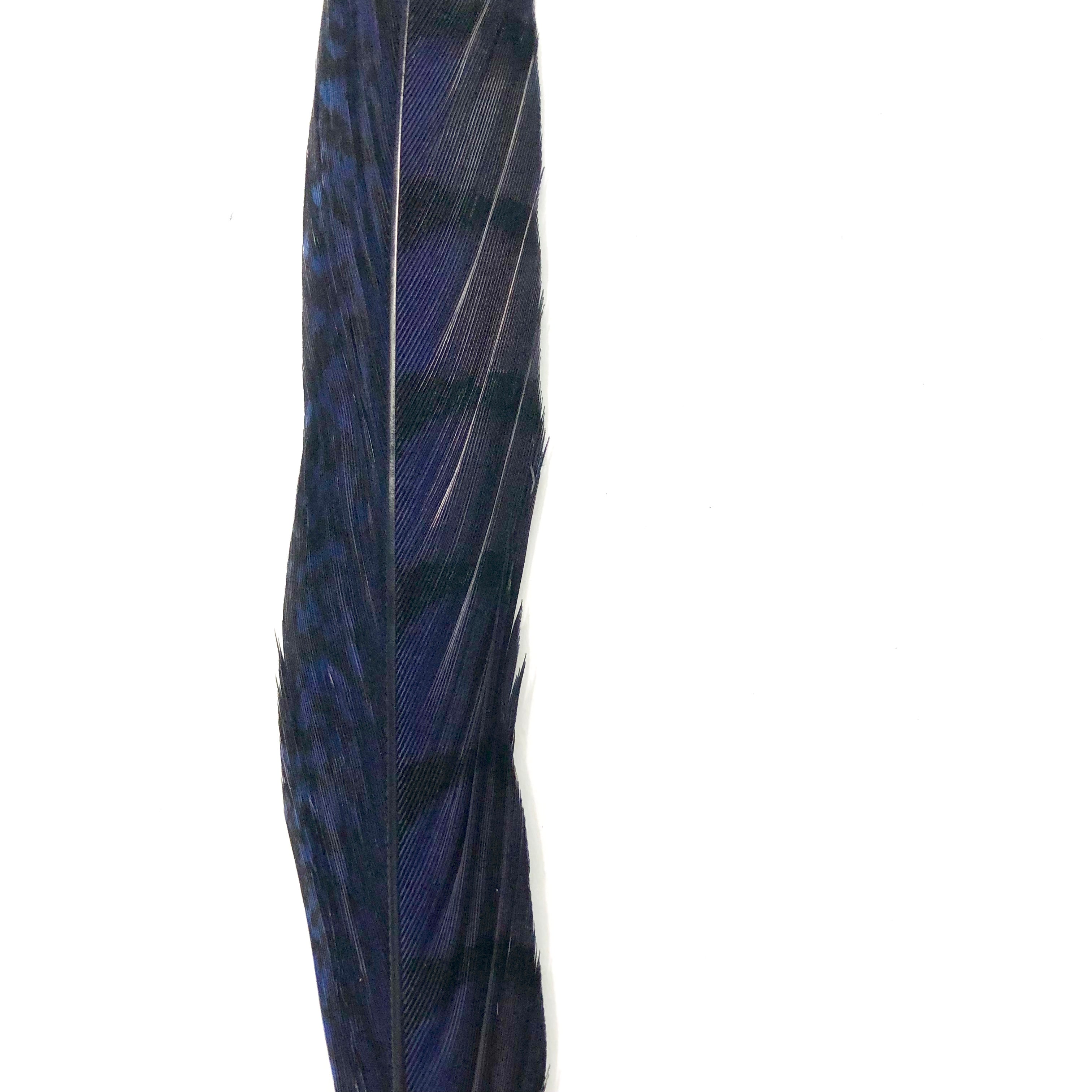 10" to 20" Lady Amherst Pheasant Side Tail Feather - Navy