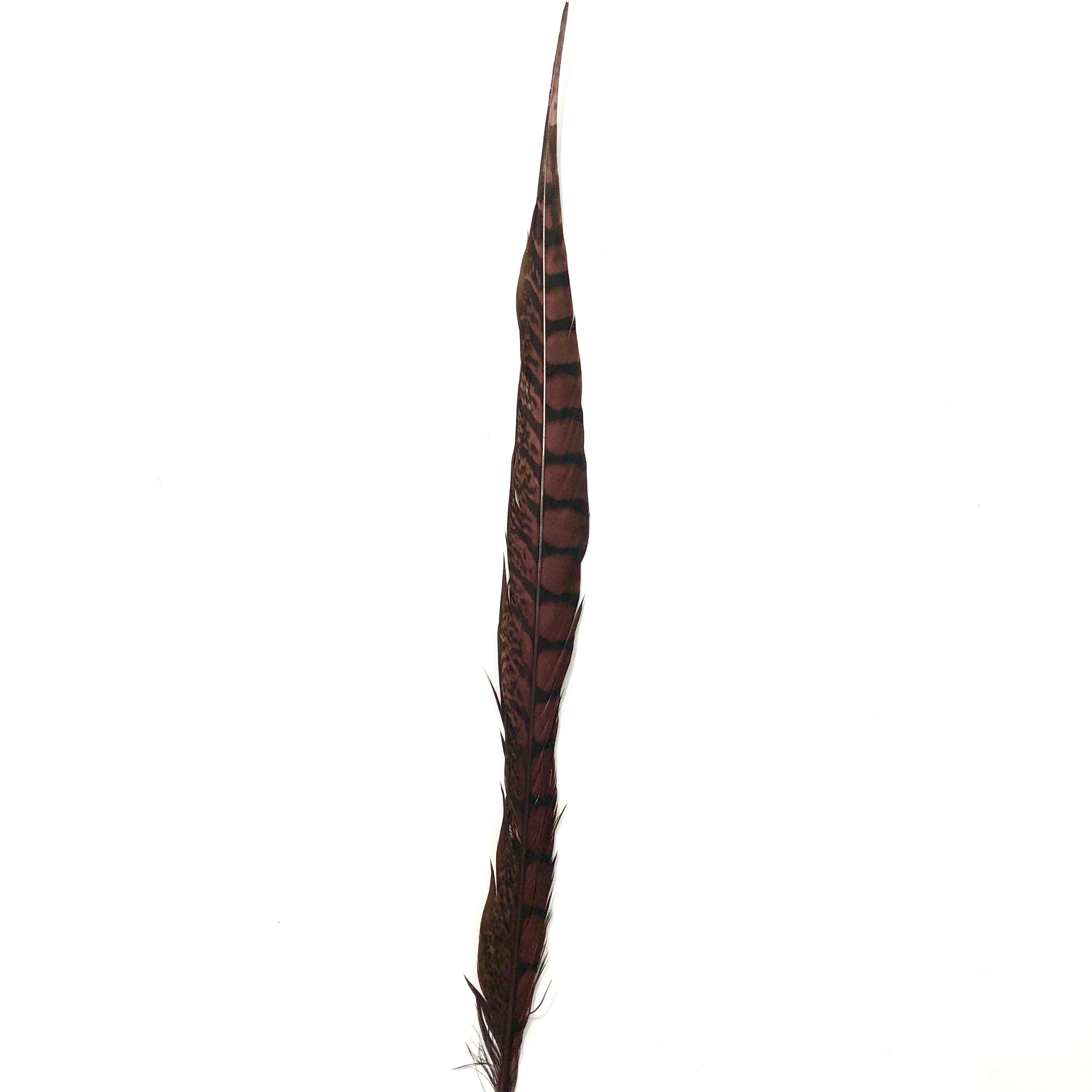 10" to 20" Lady Amherst Pheasant Side Tail Feather - Chocolate Brown