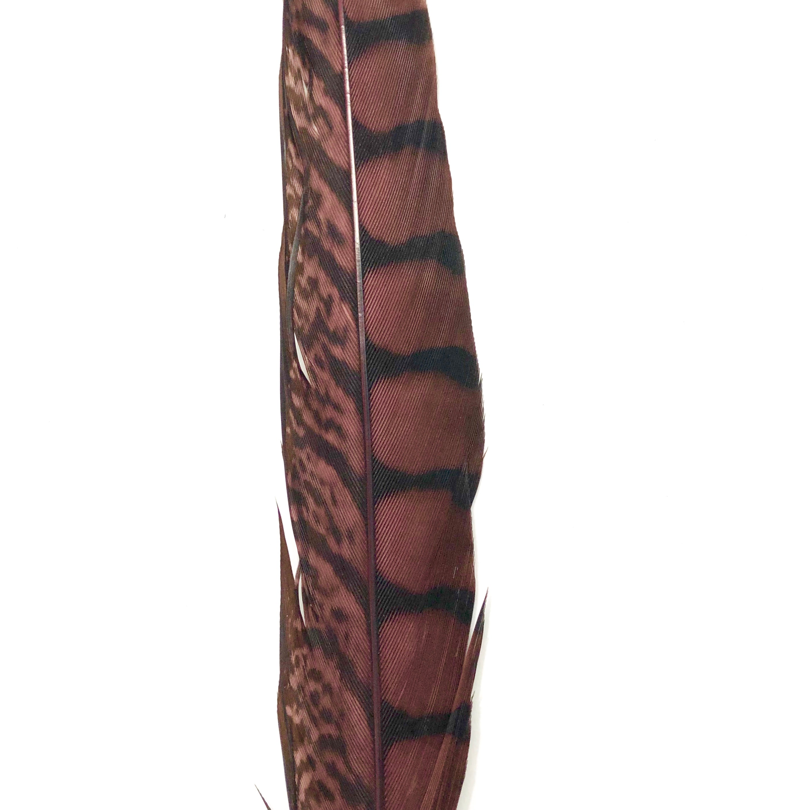 10" to 20" Lady Amherst Pheasant Side Tail Feather - Chocolate Brown