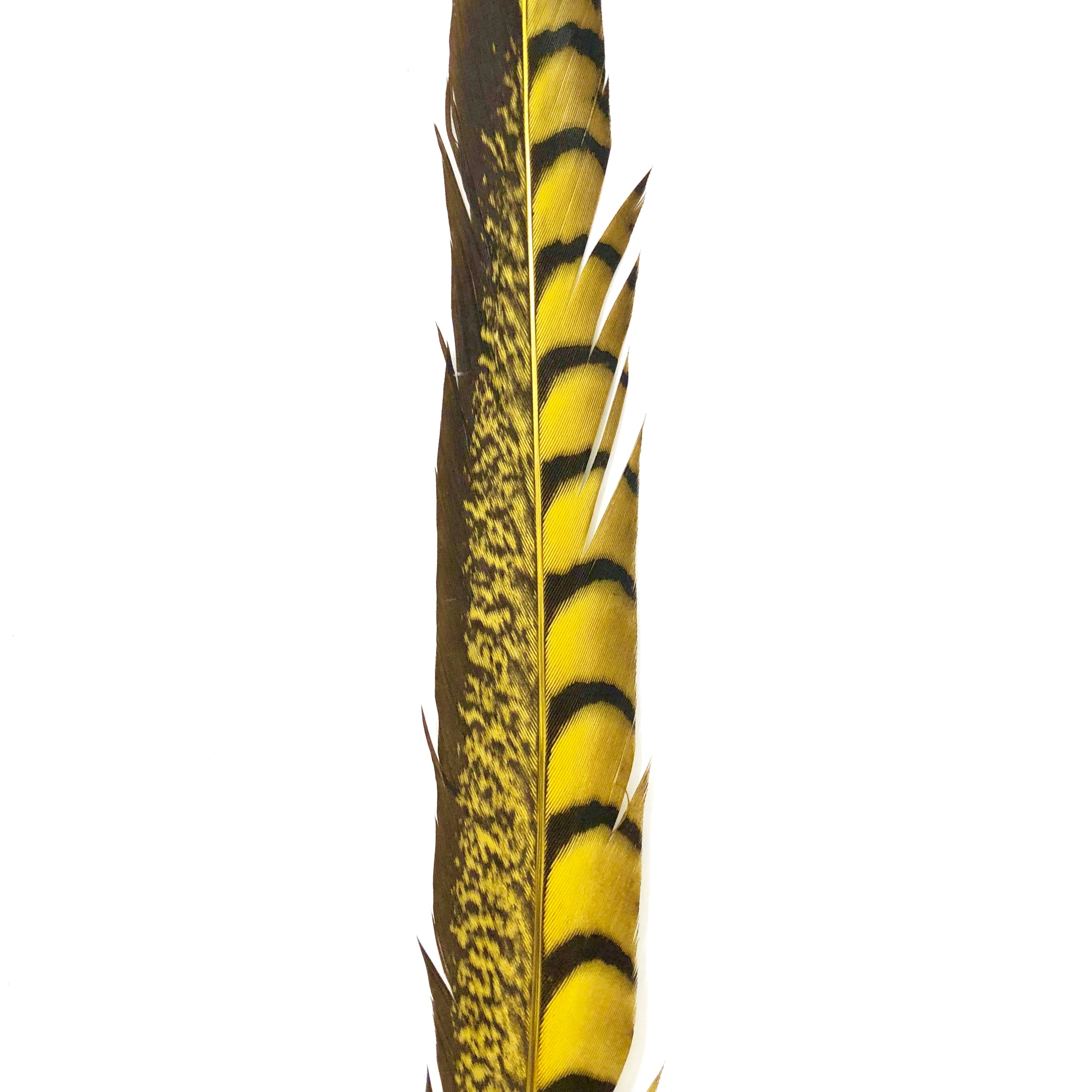 10" to 20" Lady Amherst Pheasant Side Tail Feather - Yellow