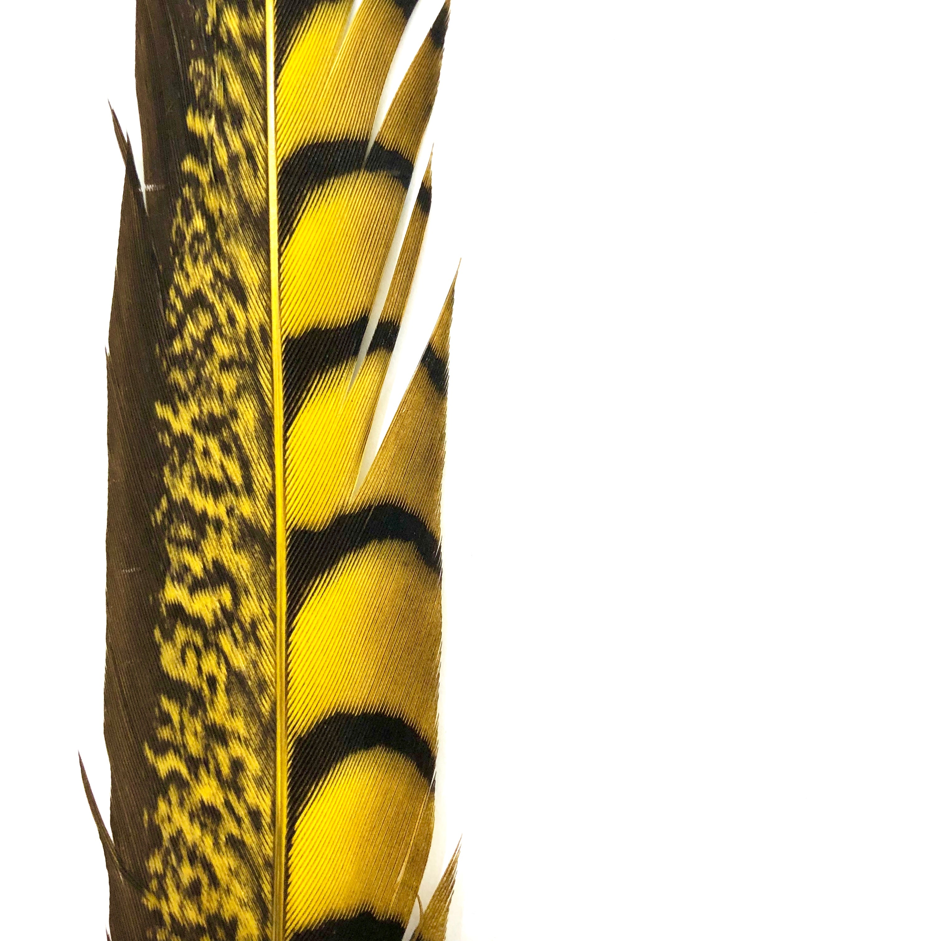 20" to 30" Lady Amherst Pheasant Side Tail Feather - Yellow ((SECONDS))