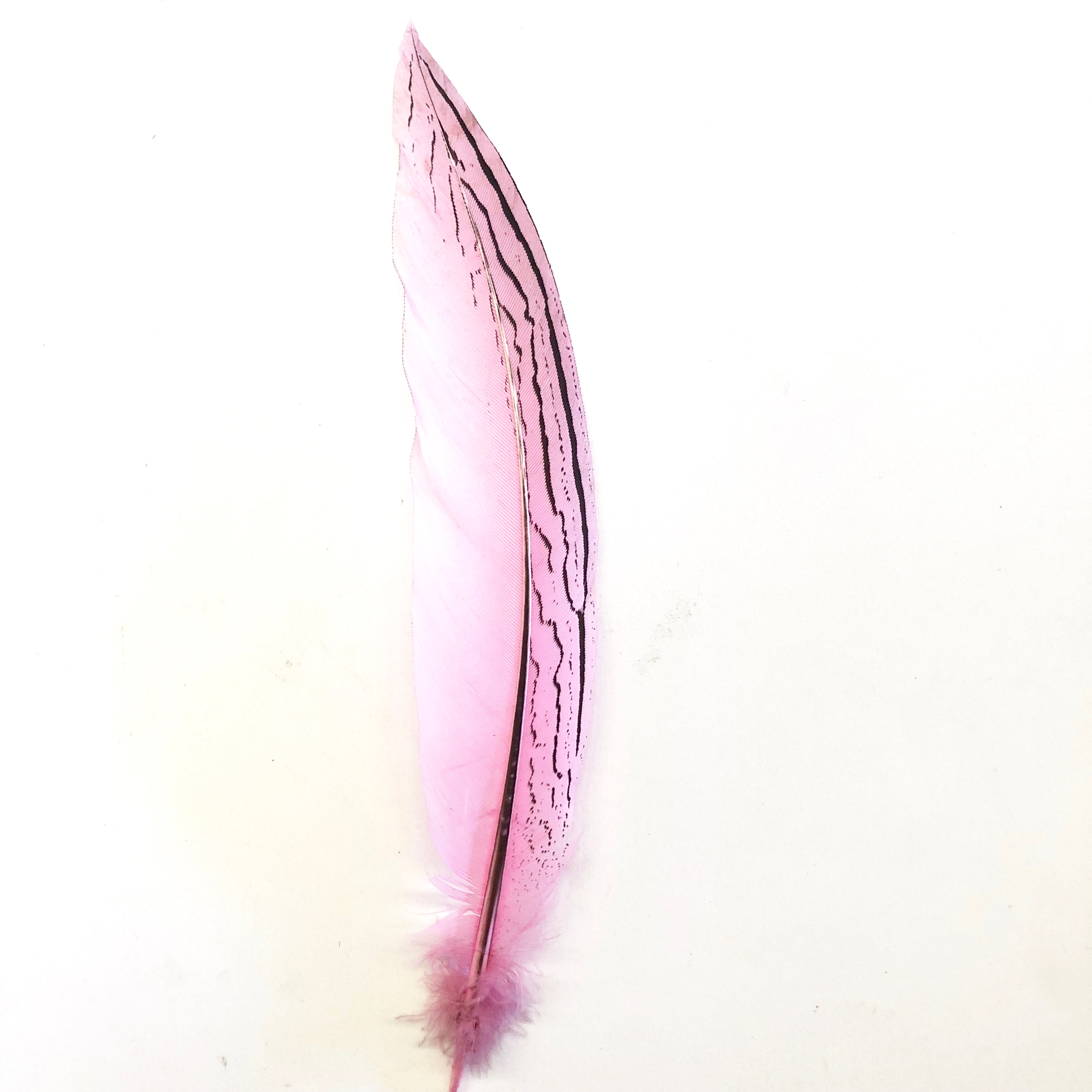 6" to 10" Silver Pheasant Tail Feather - Pink