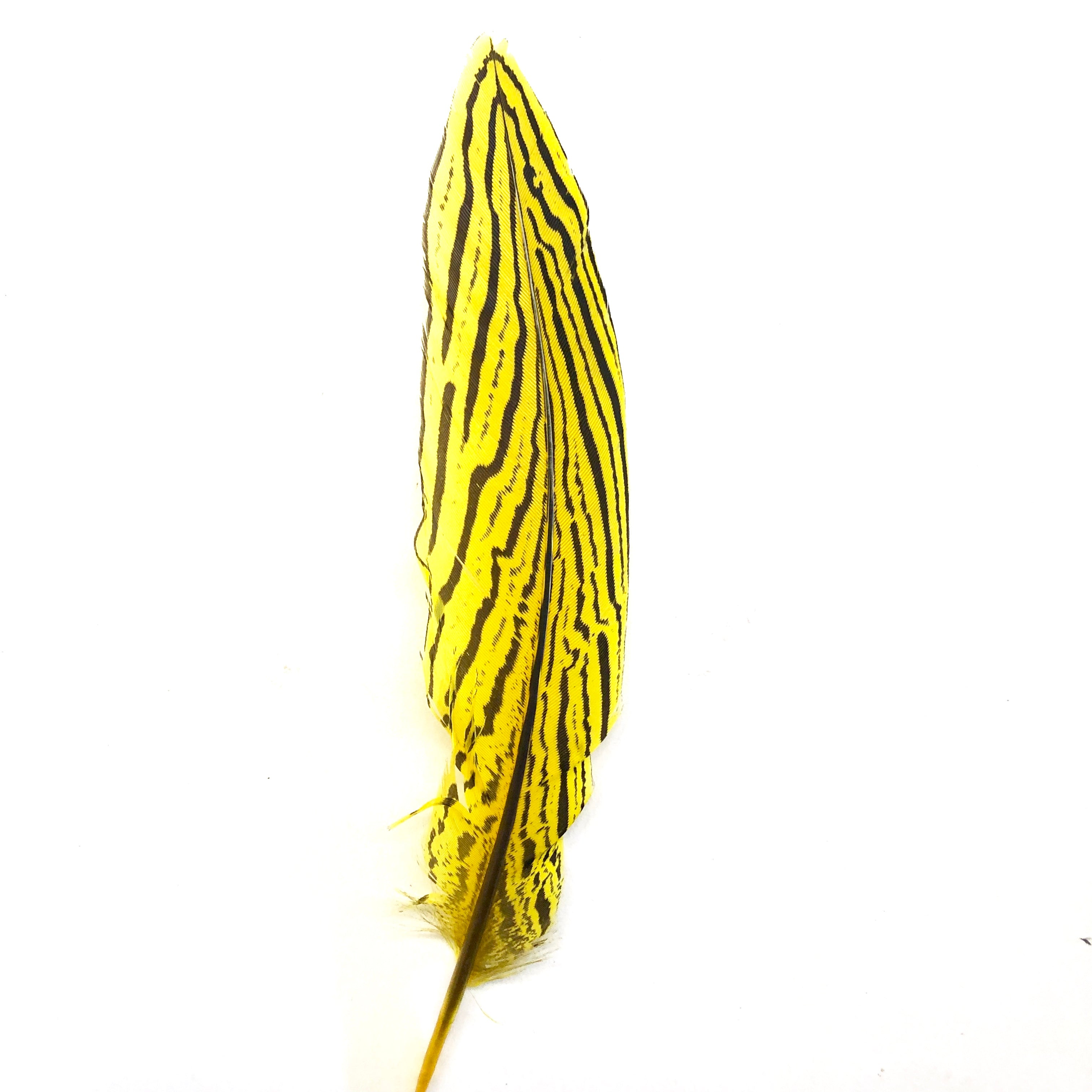 6" to 10" Silver Pheasant Tail Feather - Yellow