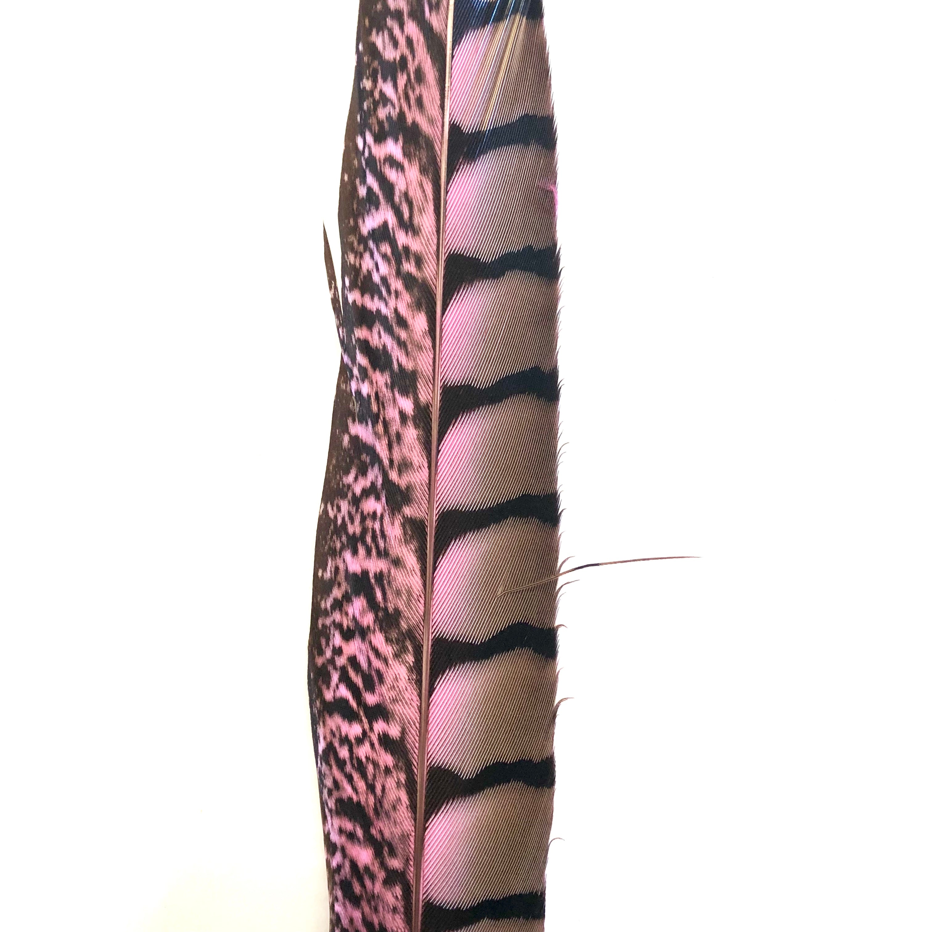20" to 30" Lady Amherst Pheasant Side Tail Feather - Pink