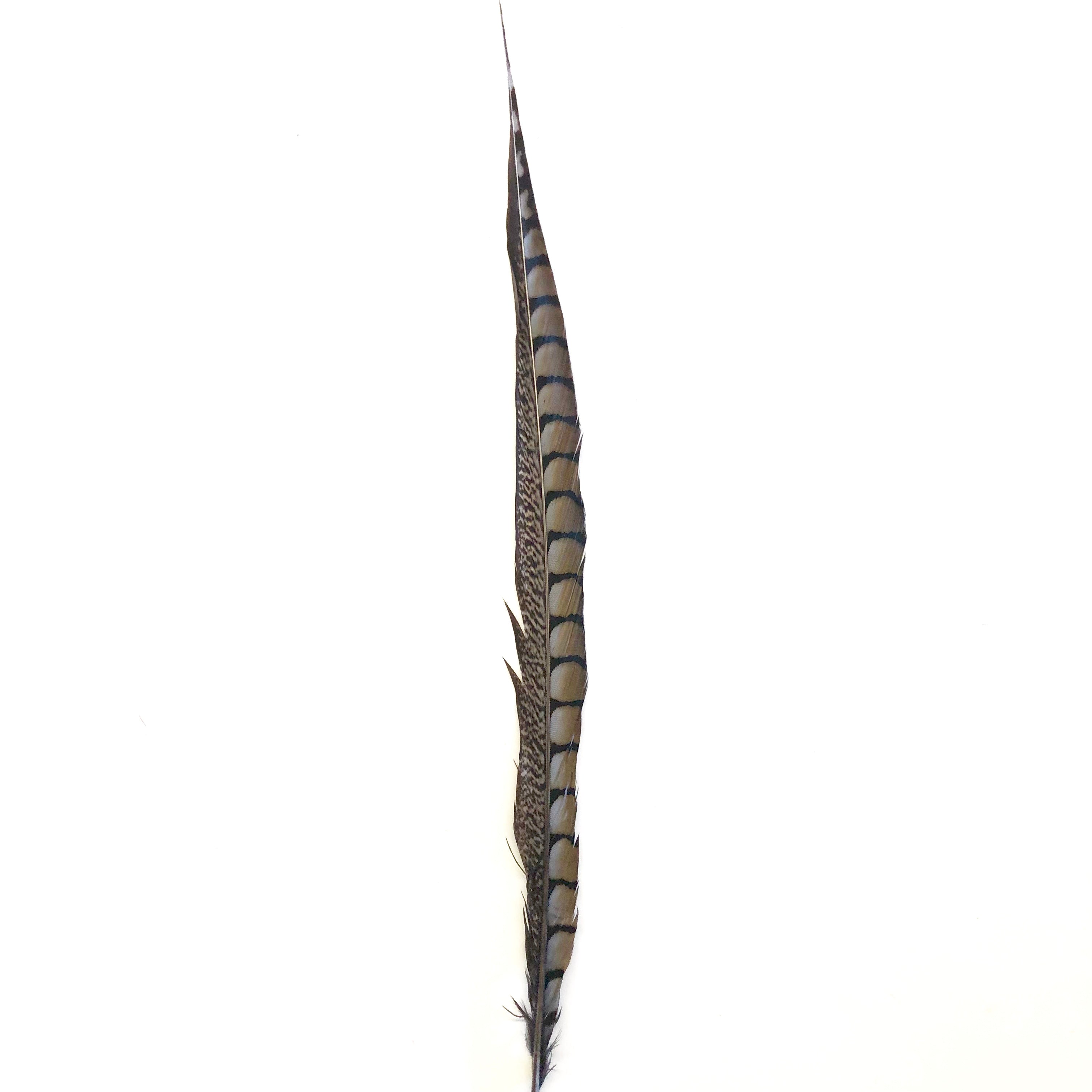20" to 30" Lady Amherst Pheasant Side Tail Feather - Grey ((SECONDS))