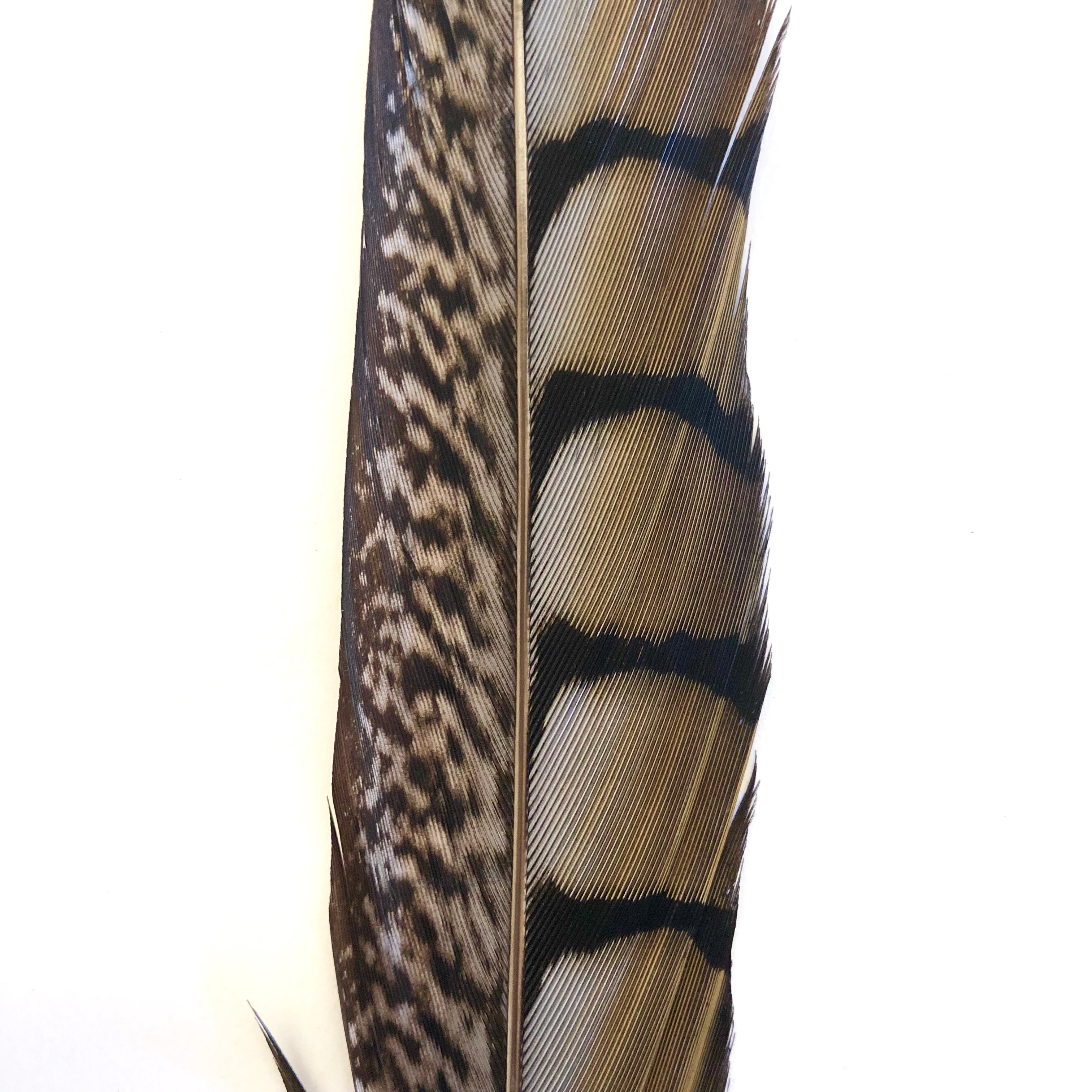 20" to 30" Lady Amherst Pheasant Side Tail Feather - Grey