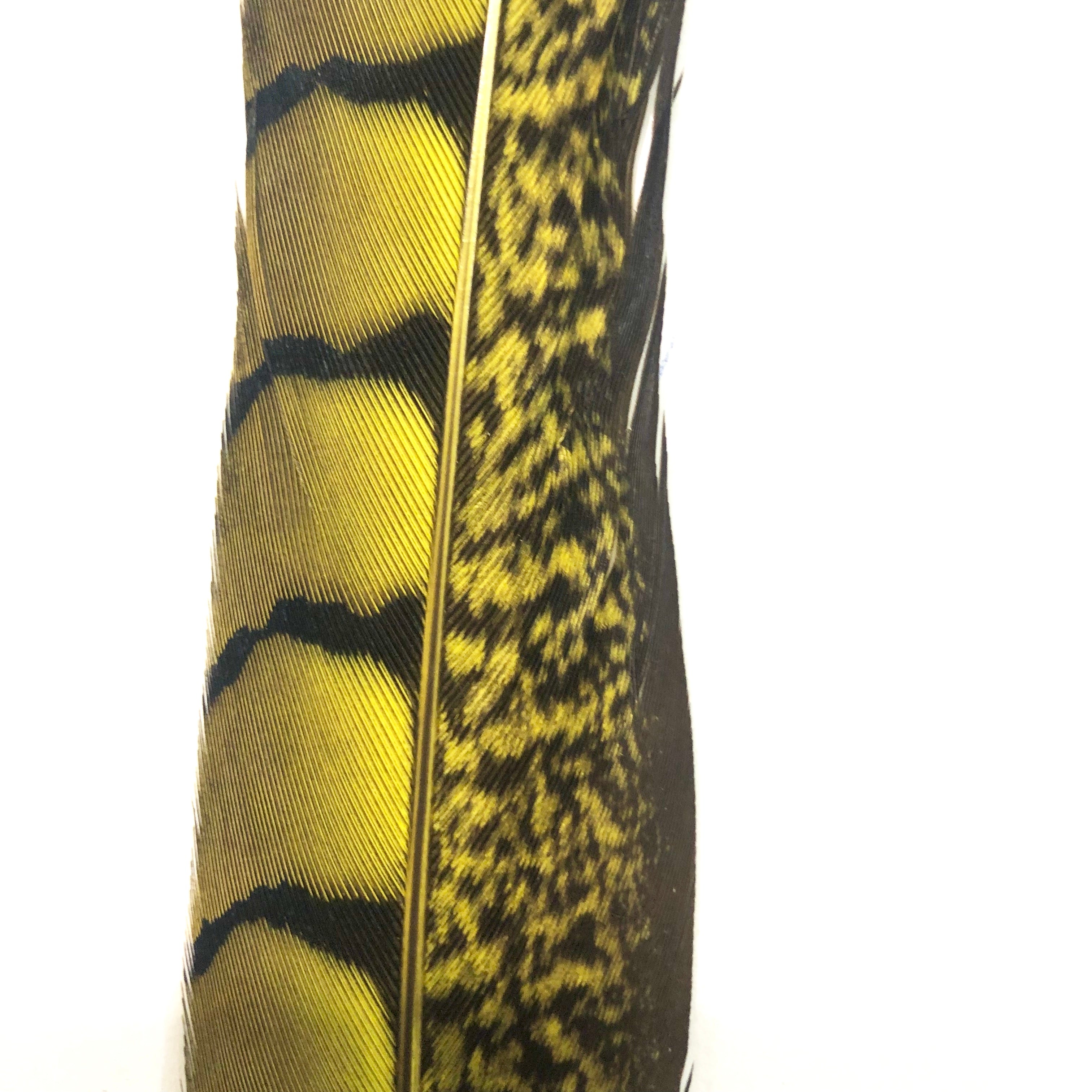 5" to 10" Lady Amherst Pheasant Side Tail Feather x 10 pcs - Yellow