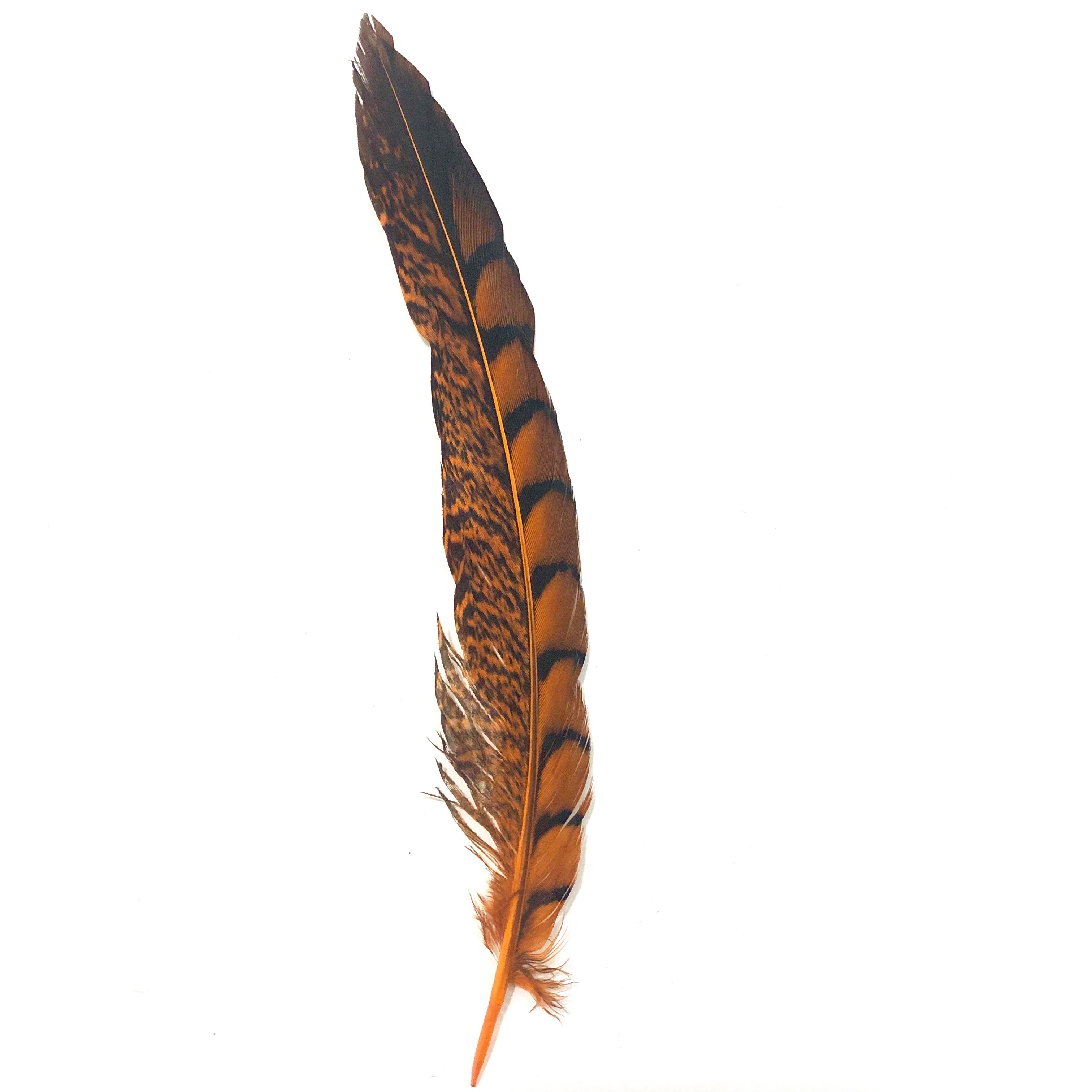 5" to 10" Lady Amherst Pheasant Side Tail Feather x 10 pcs - Orange