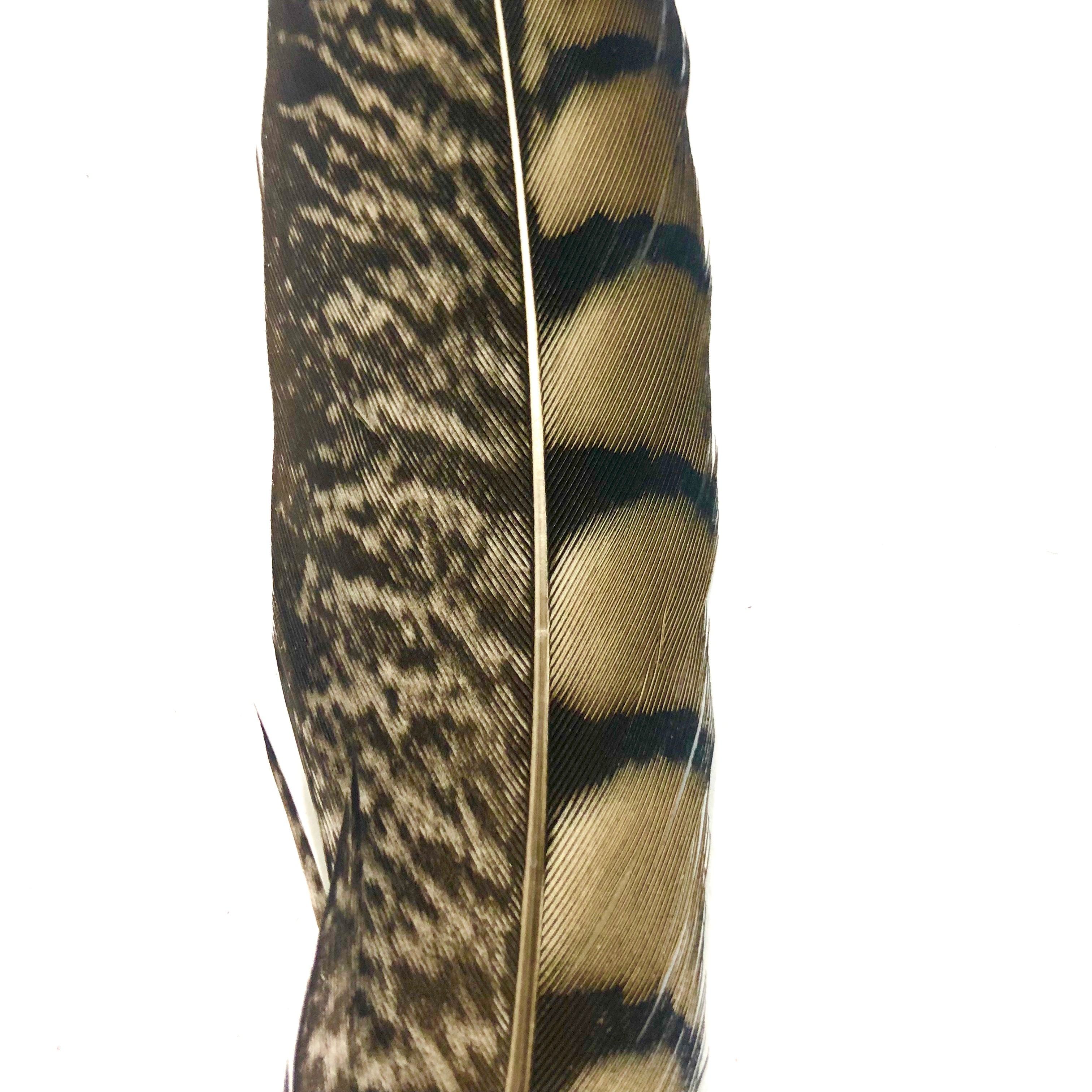 5" to 10" Lady Amherst Pheasant Side Tail Feather x 10 pcs - Natural