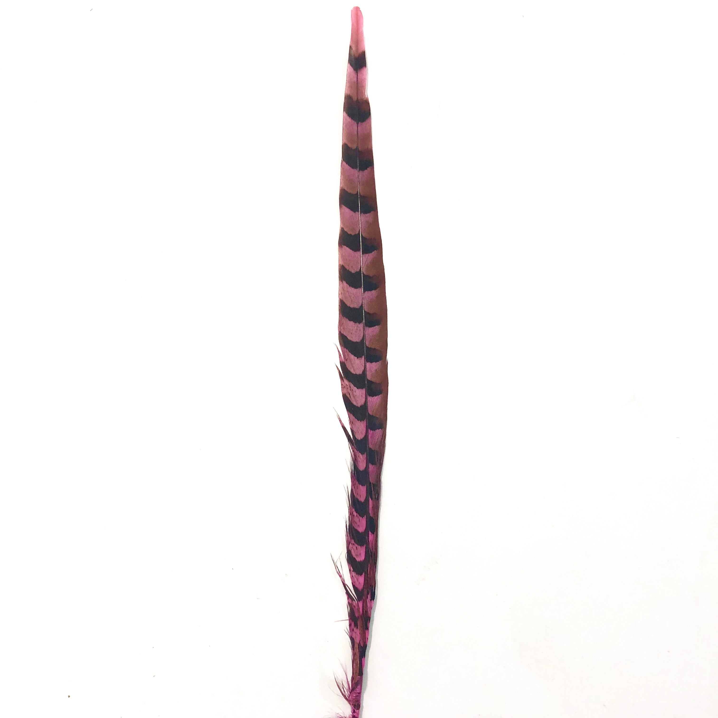30" to 32" Reeves Pheasant Tail Feather - Hot Pink