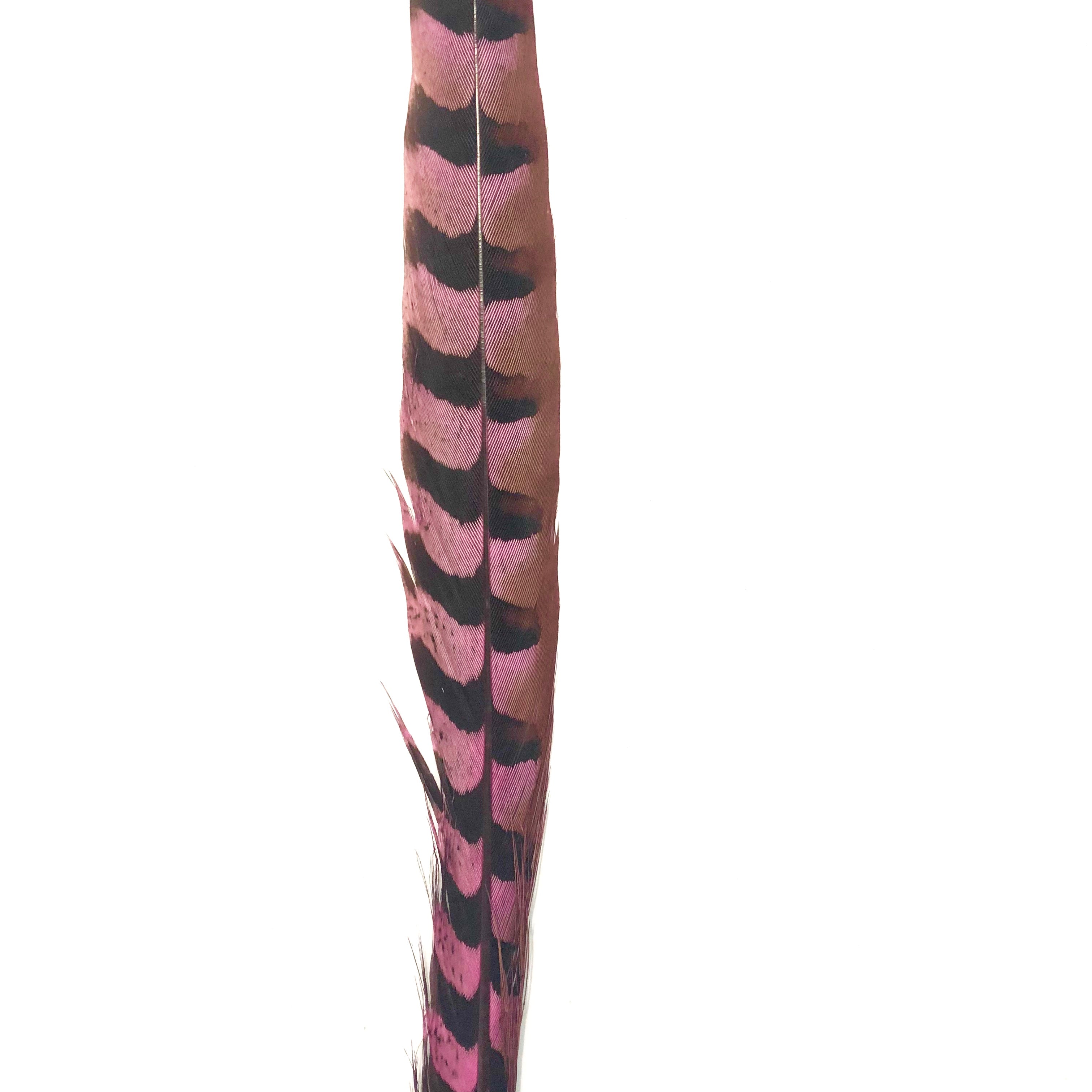30" to 32" Reeves Pheasant Tail Feather - Hot Pink ((SECONDS))