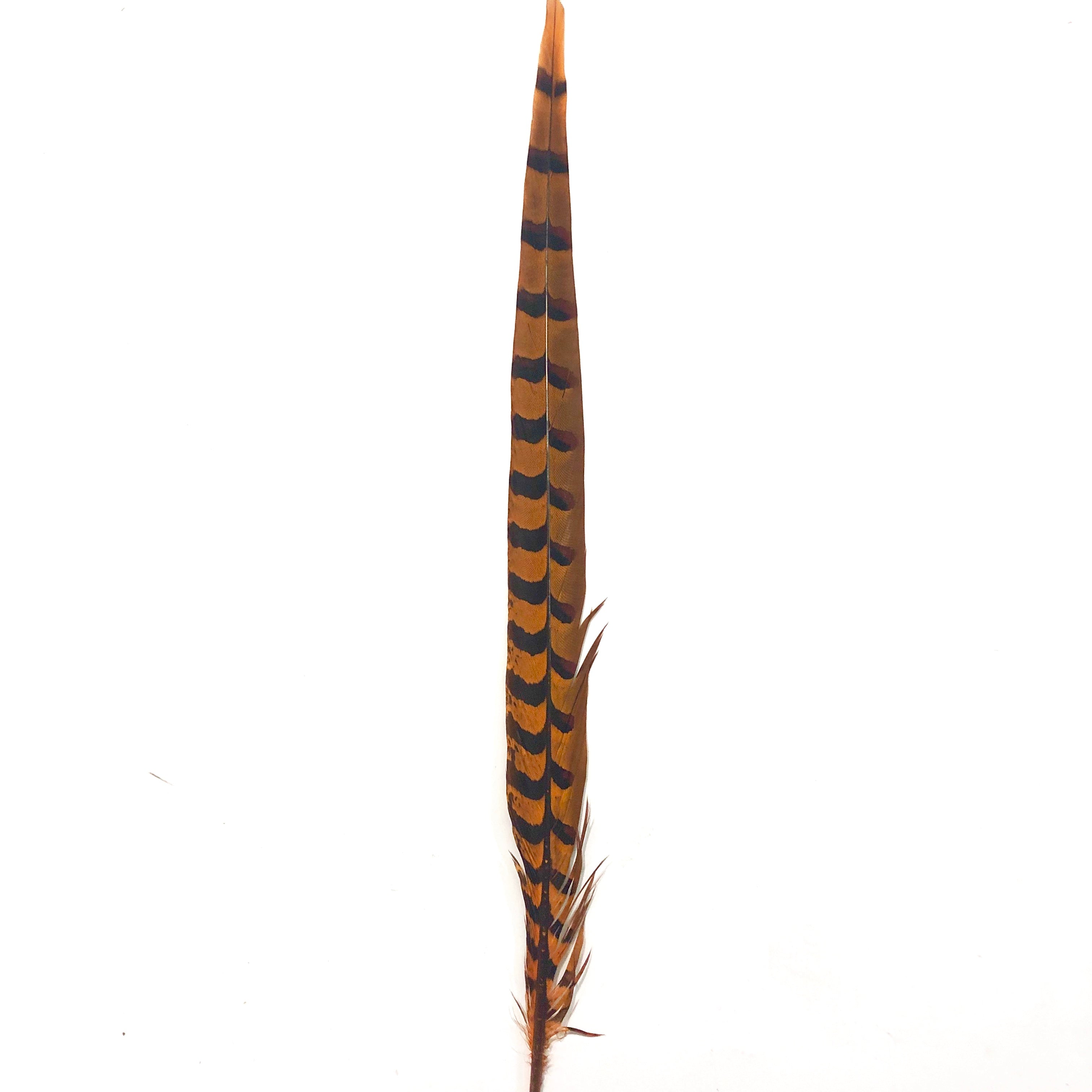 18" to 20" Reeves Pheasant Tail Feather - Orange