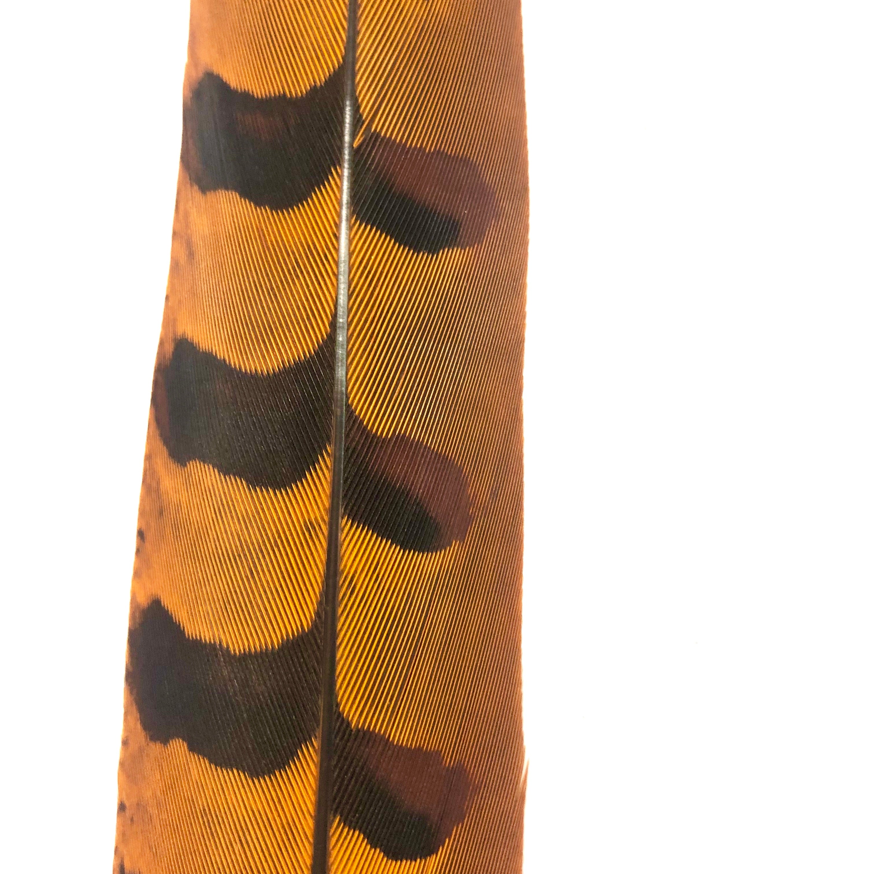 30" to 32" Reeves Pheasant Tail Feather - Orange ((SECONDS))