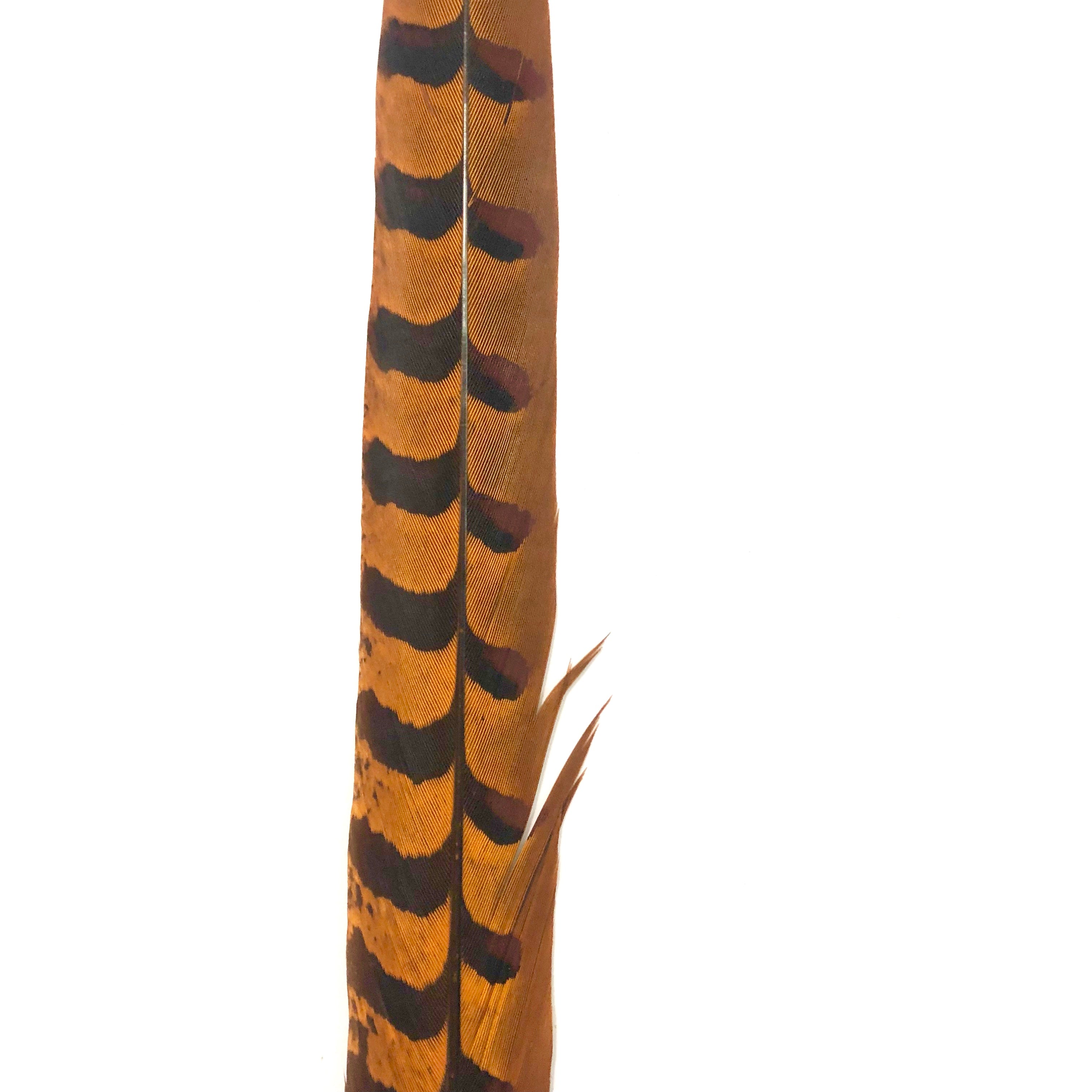 18" to 20" Reeves Pheasant Tail Feather - Orange