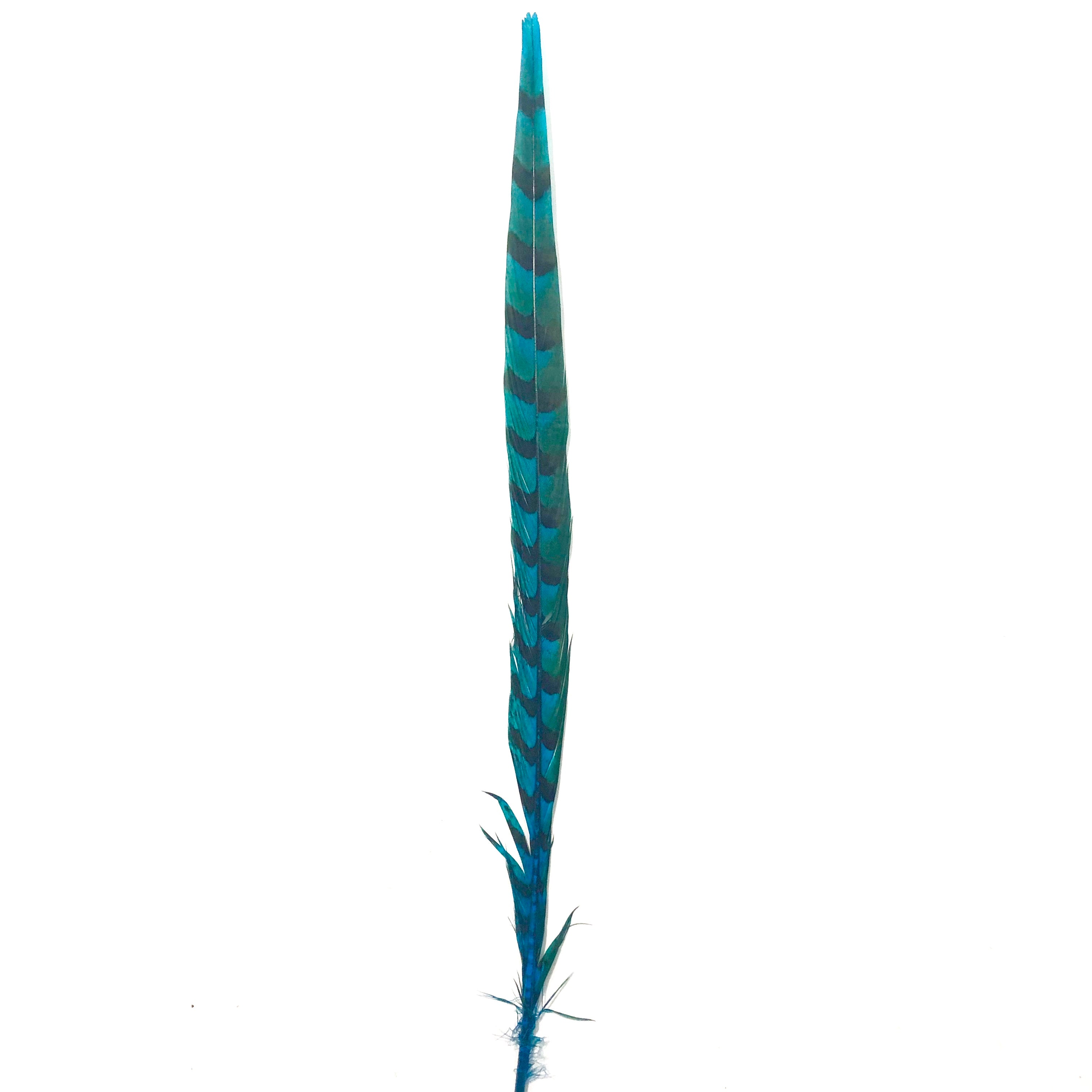 18" to 20" Reeves Pheasant Tail Feather - Turquoise