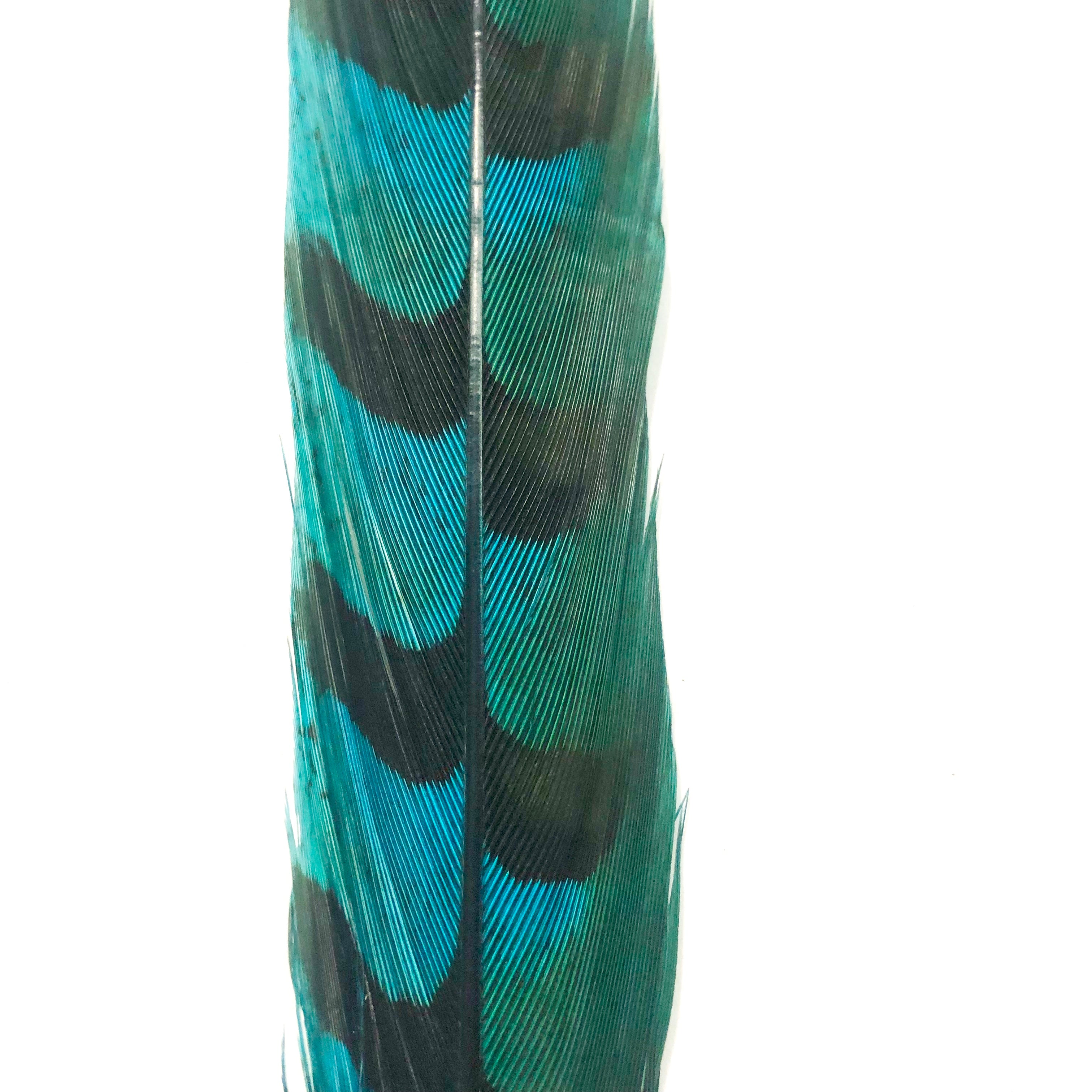 30" to 32" Reeves Pheasant Tail Feather - Turquoise