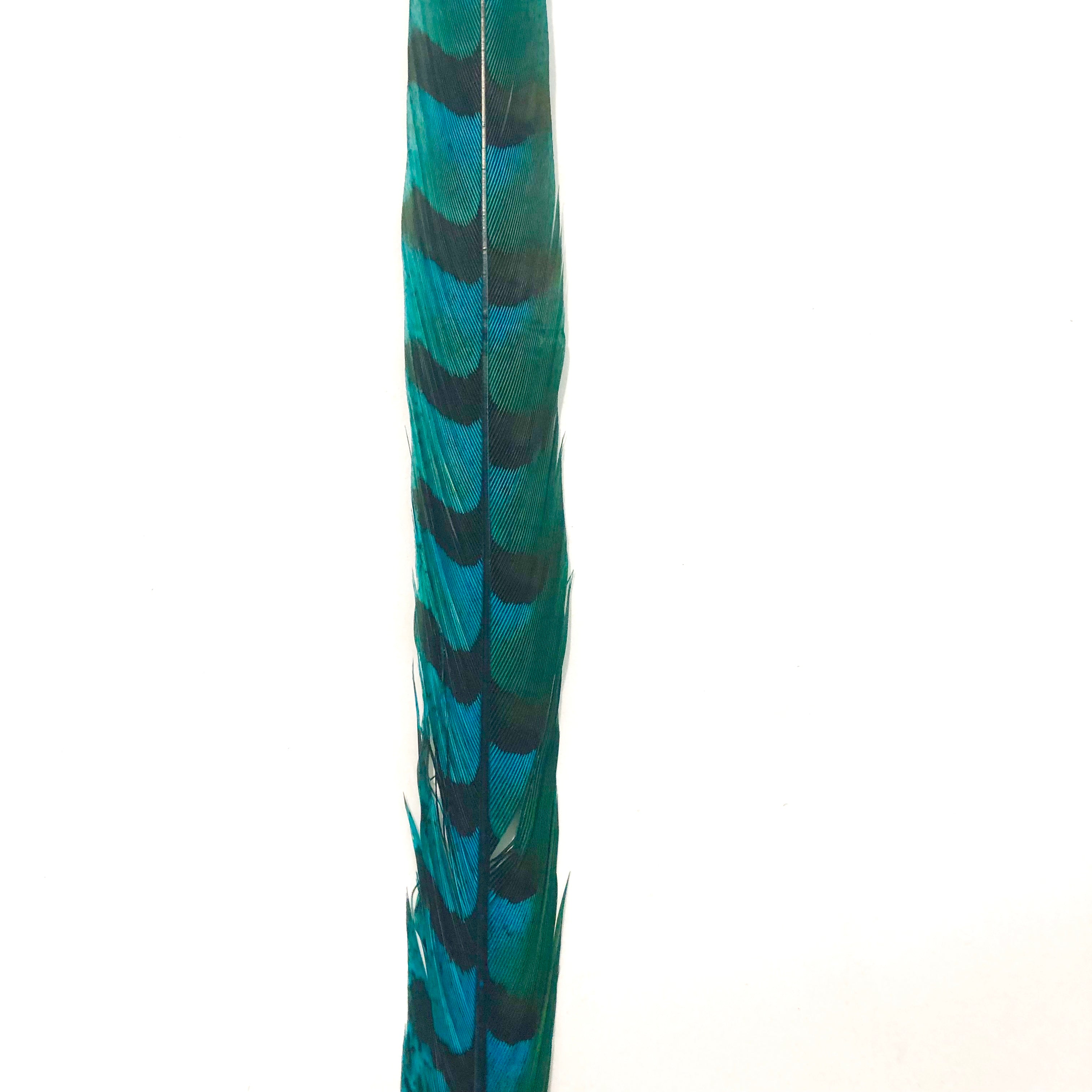 18" to 20" Reeves Pheasant Tail Feather - Turquoise ((SECONDS))