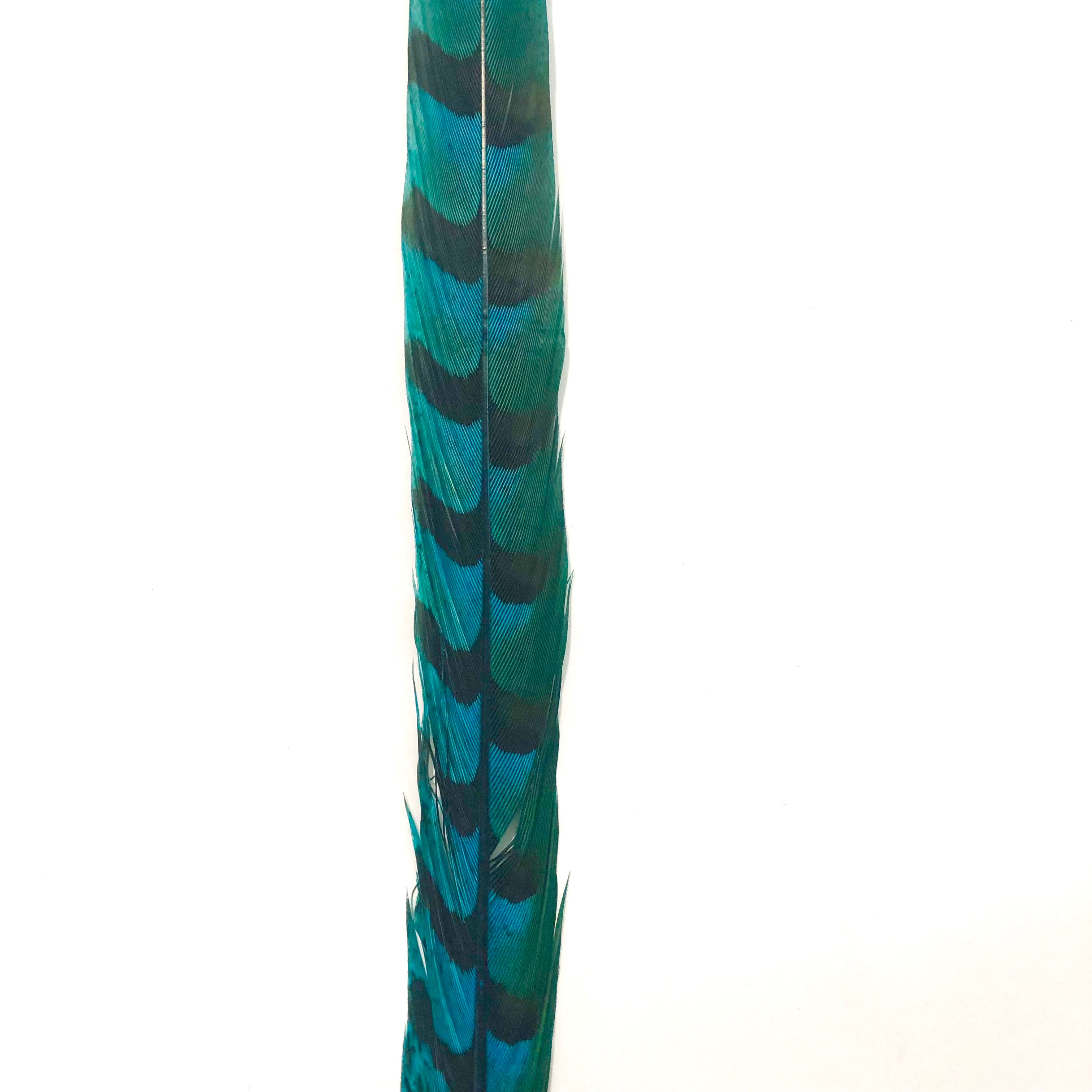 18" to 20" Reeves Pheasant Tail Feather - Turquoise