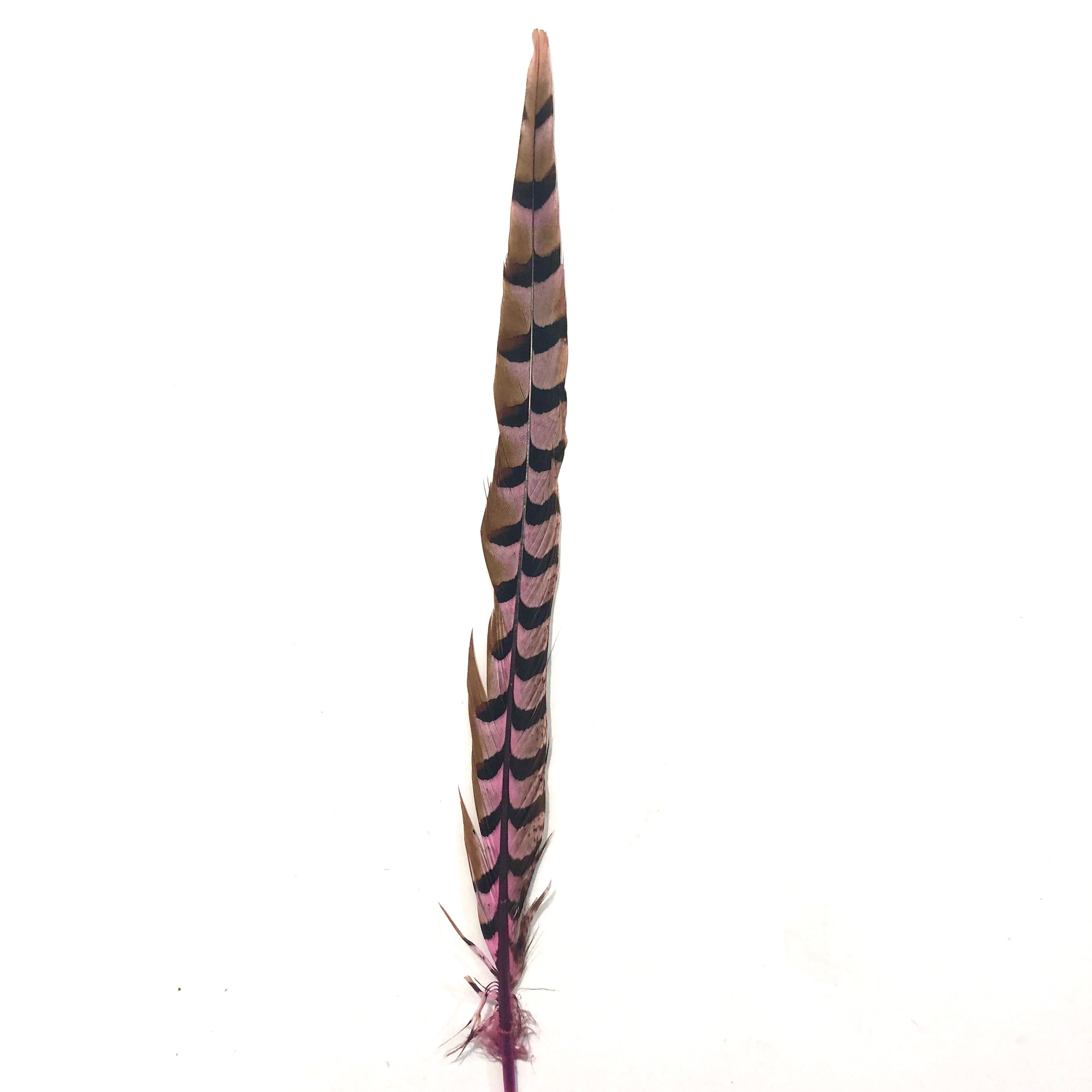 30" to 32" Reeves Pheasant Tail Feather - Pink