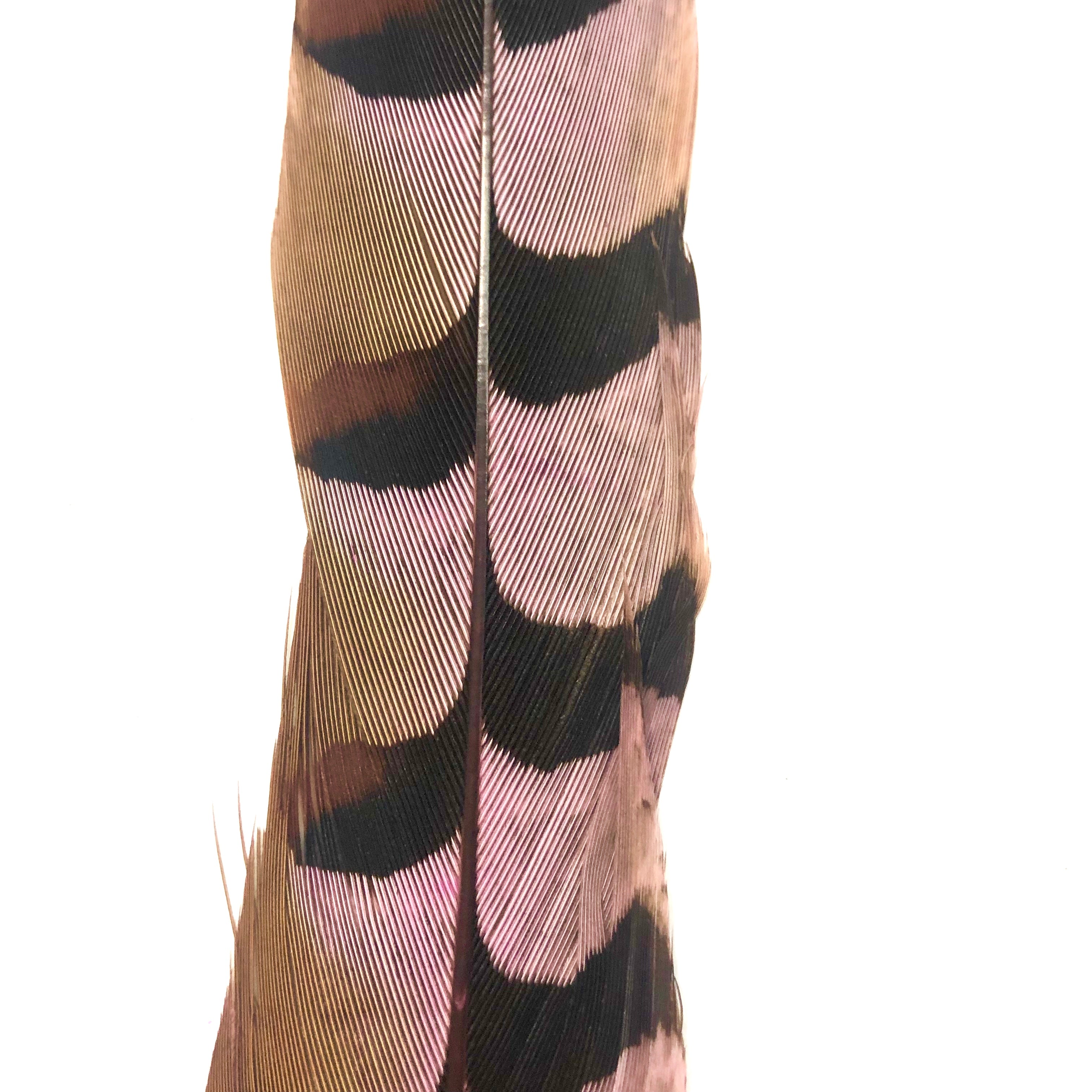 18" to 20" Reeves Pheasant Tail Feather - Pink ((SECONDS))