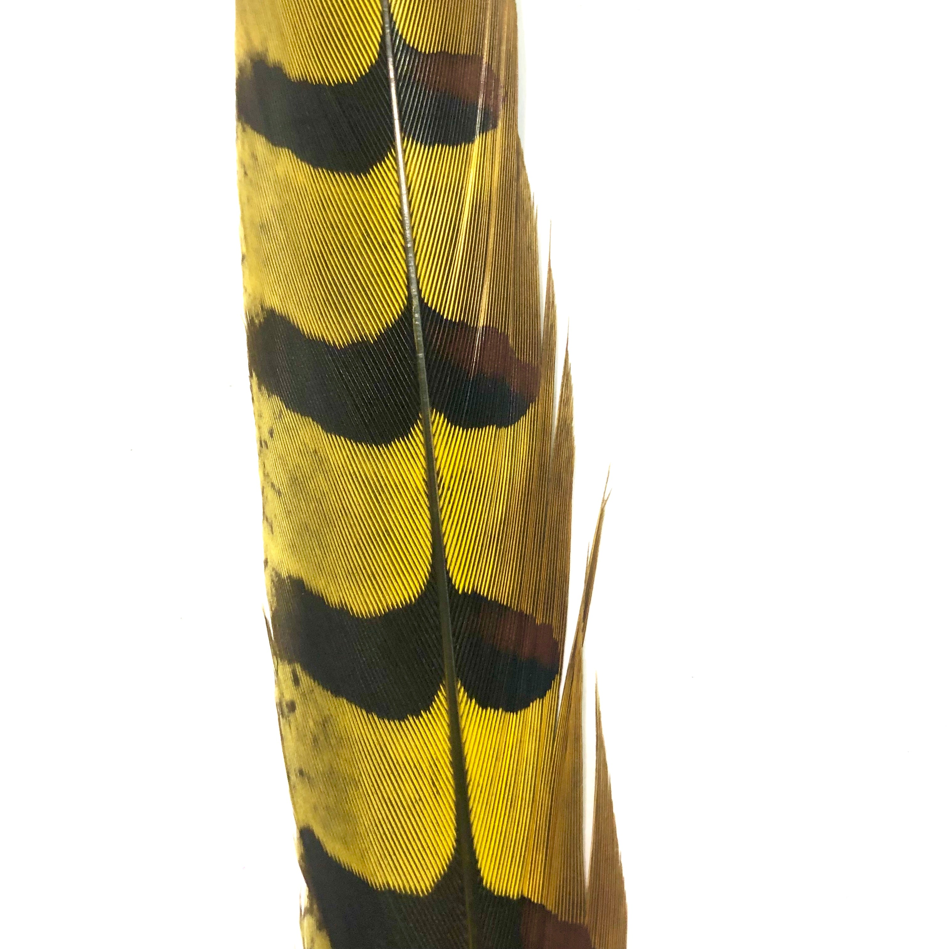 30" to 32" Reeves Pheasant Tail Feather - Yellow