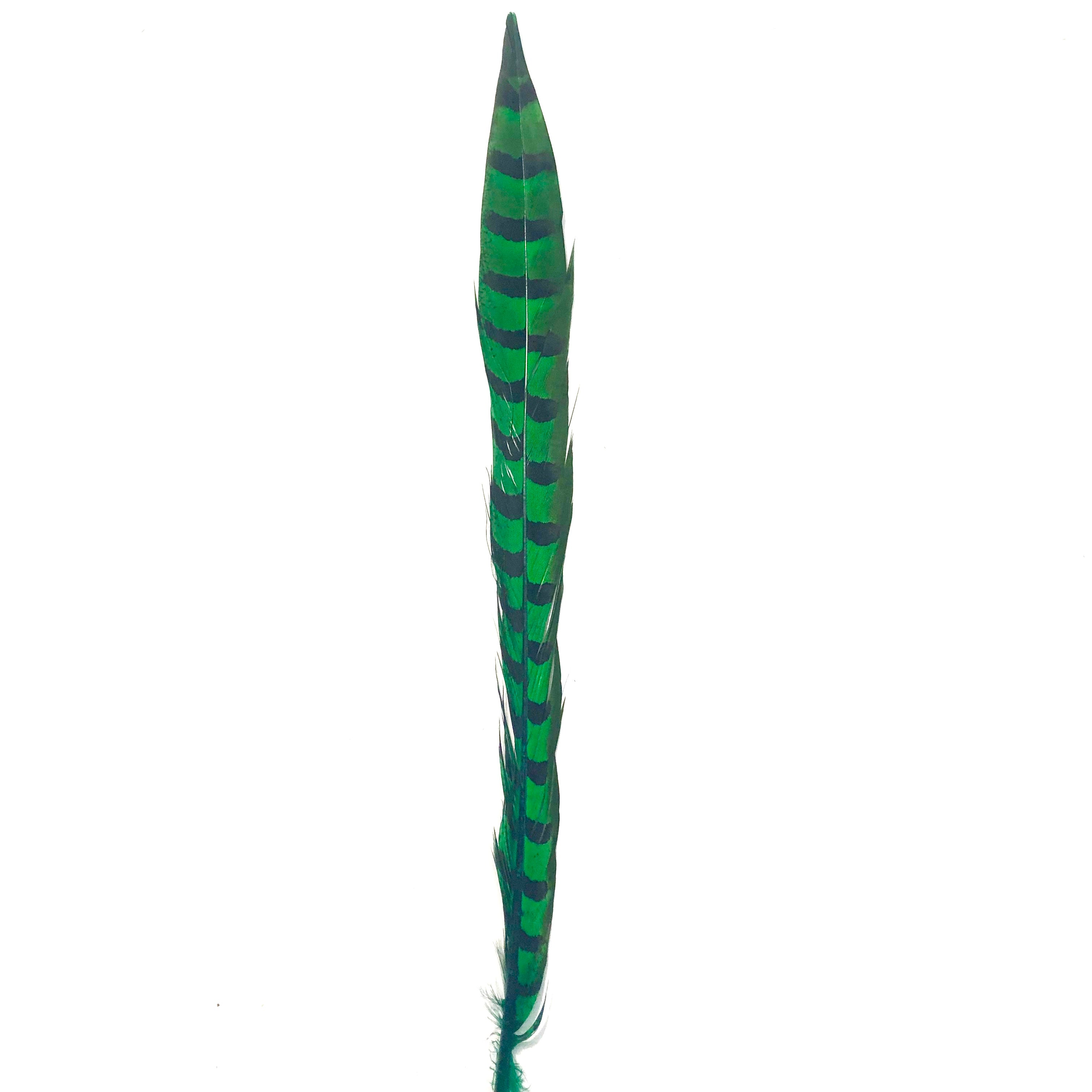 18" to 20" Reeves Pheasant Tail Feather - Green
