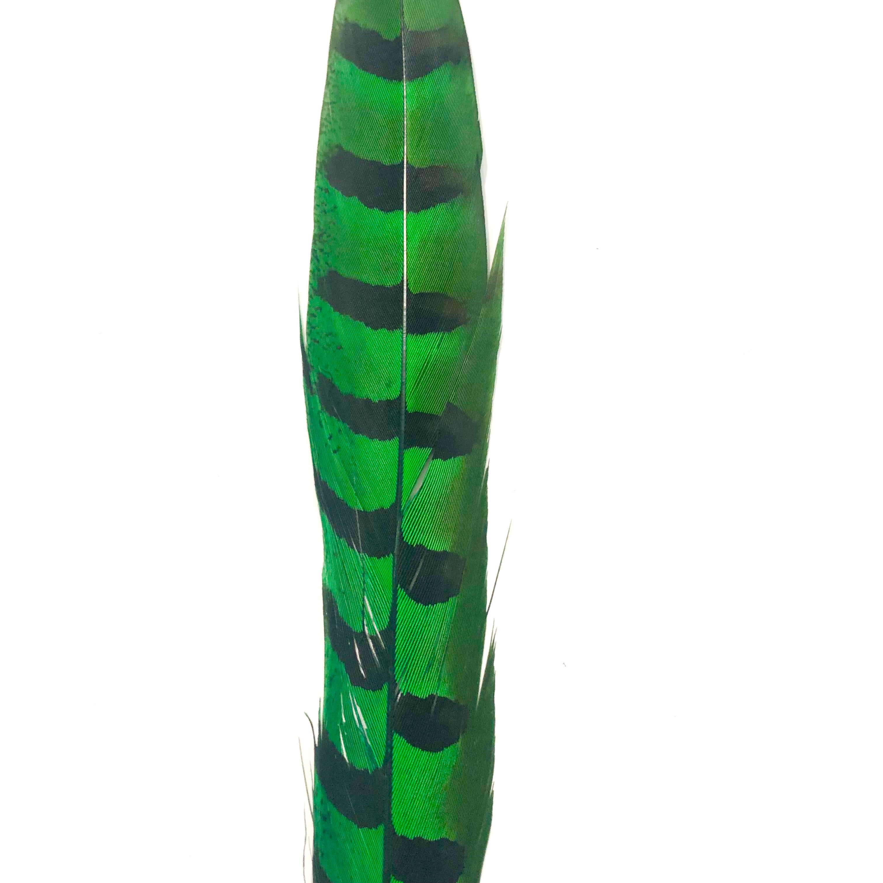 18" to 20" Reeves Pheasant Tail Feather - Green