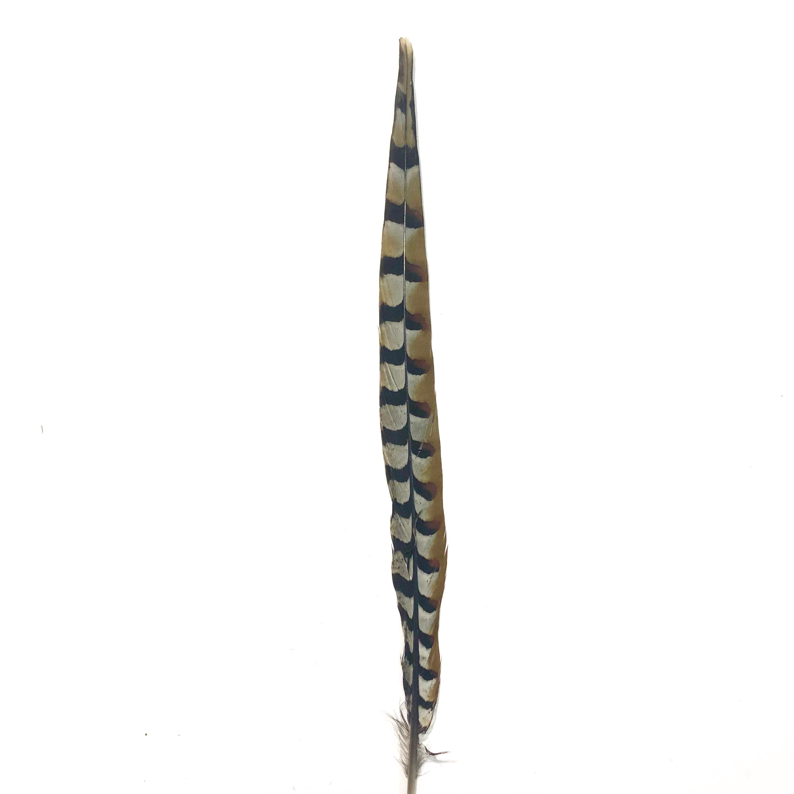 18" to 20" Reeves Pheasant Tail Feather - Natural