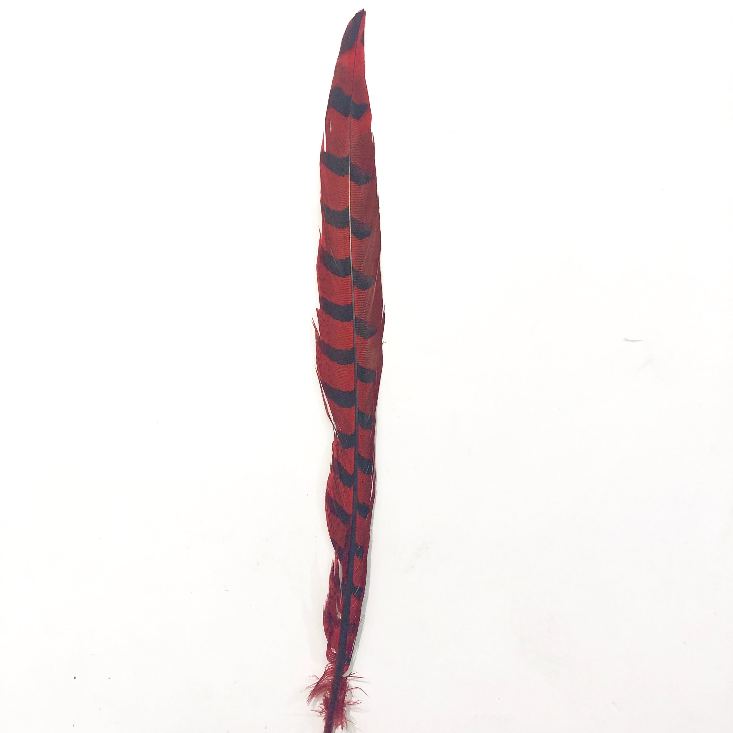30" to 32" Reeves Pheasant Tail Feather - Red