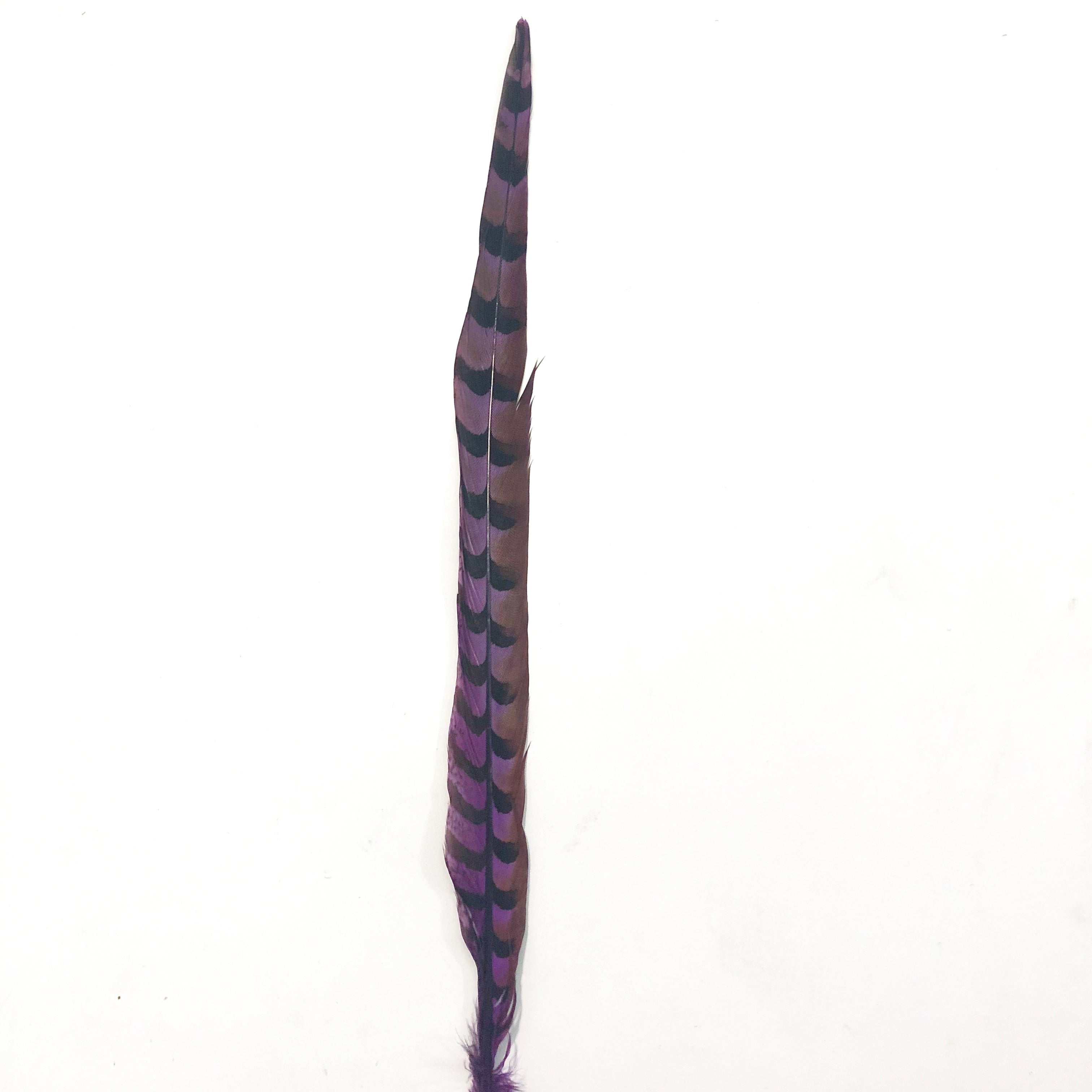 18" to 20" Reeves Pheasant Tail Feather - Purple