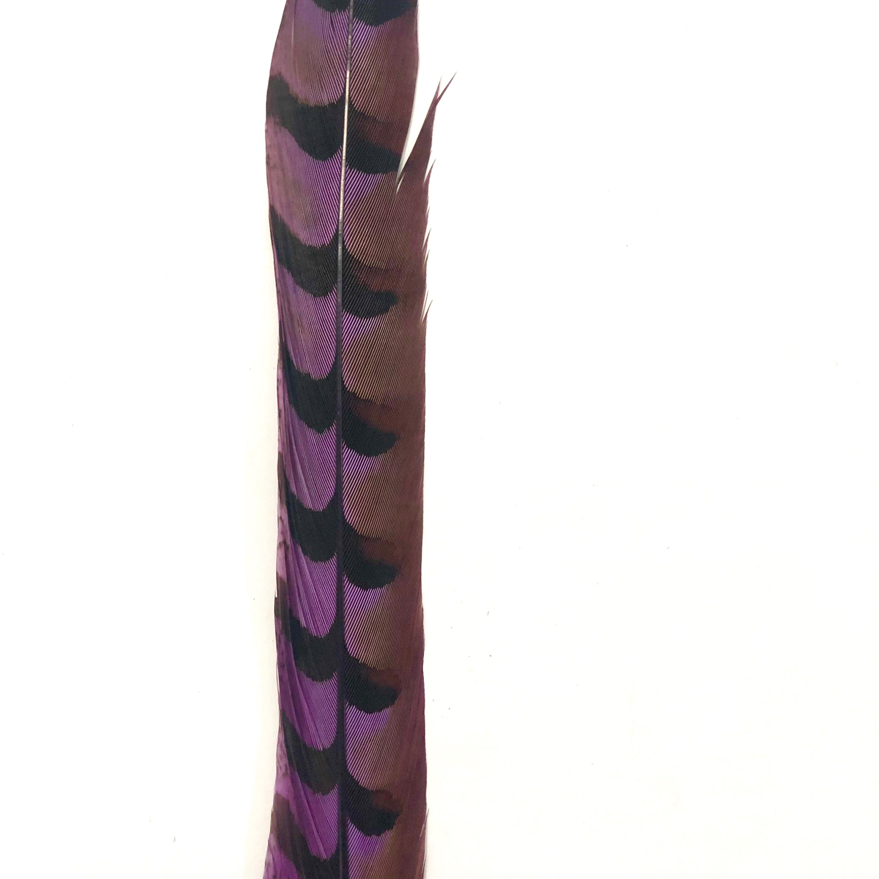 18" to 20" Reeves Pheasant Tail Feather - Purple